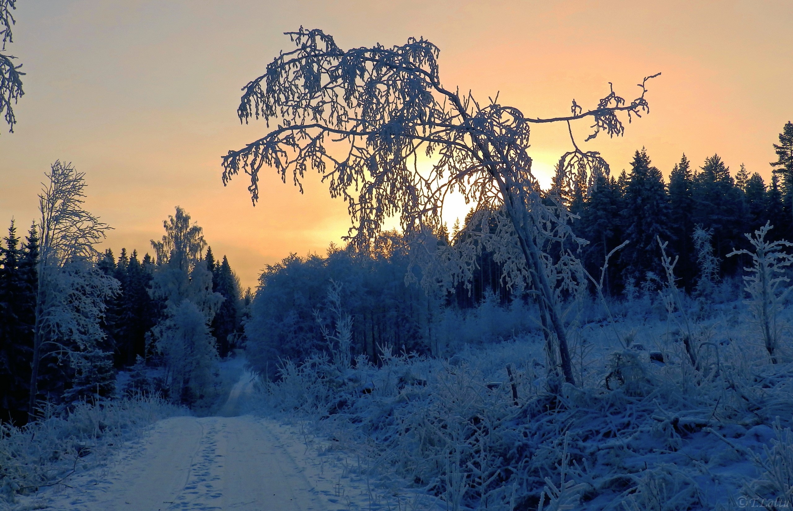 Winter road through a frosted forest at sunset HD Wallpaper
