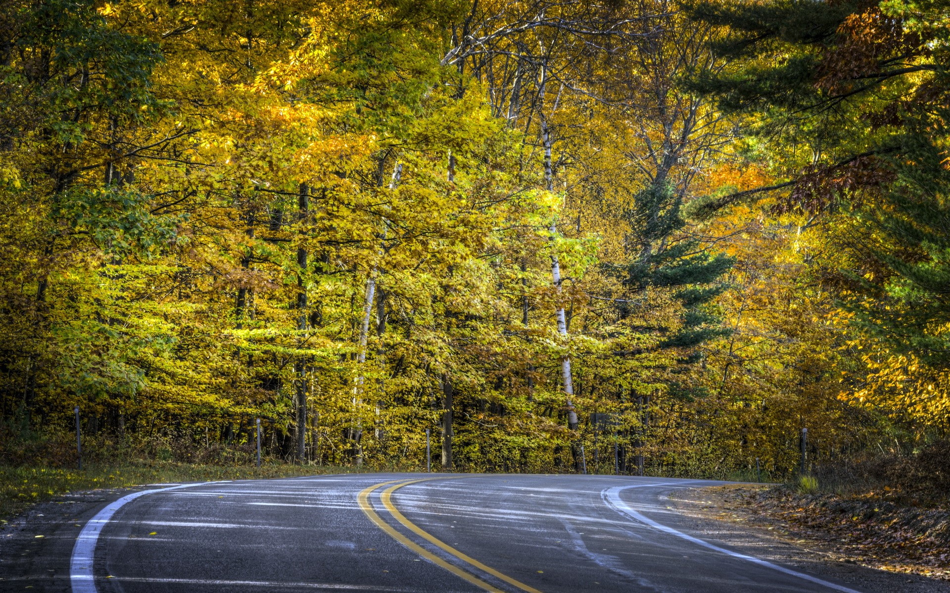 Curving road through autumn forest HD Wallpaper