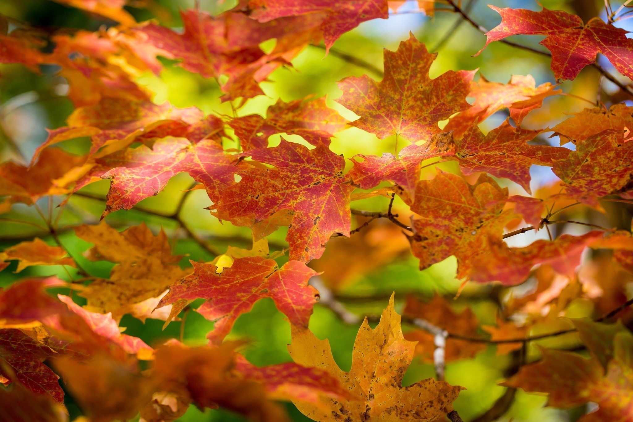 Autumn maple leaves on branches HD Wallpaper