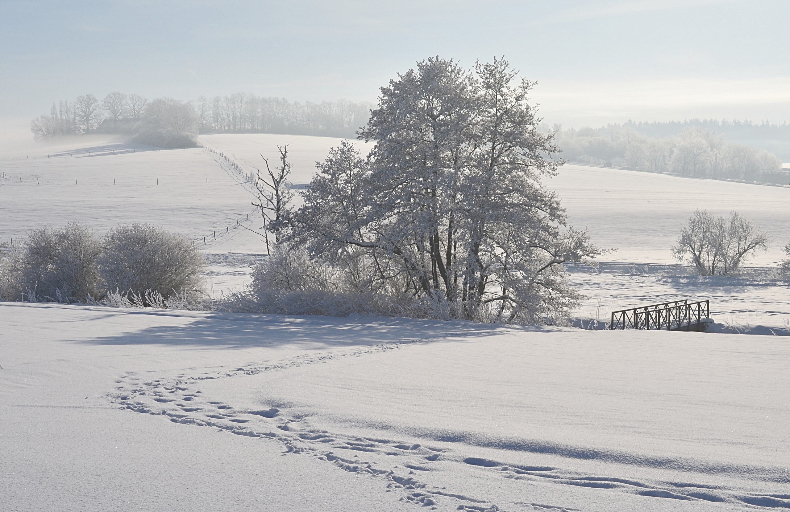 Winter landscape with snow-covered trees and footprints HD Wallpaper