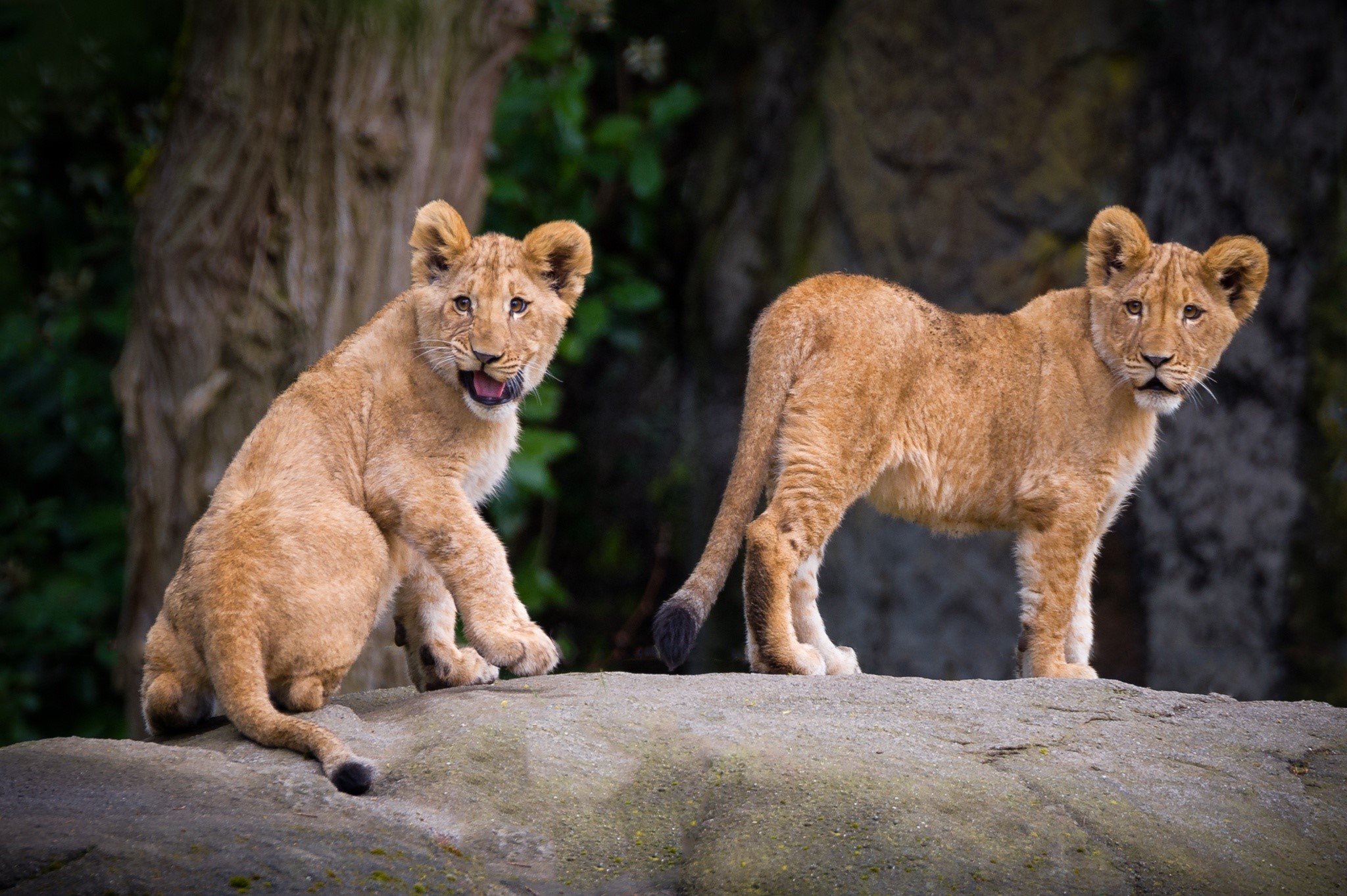 Two lion cubs on a rock HD Wallpaper