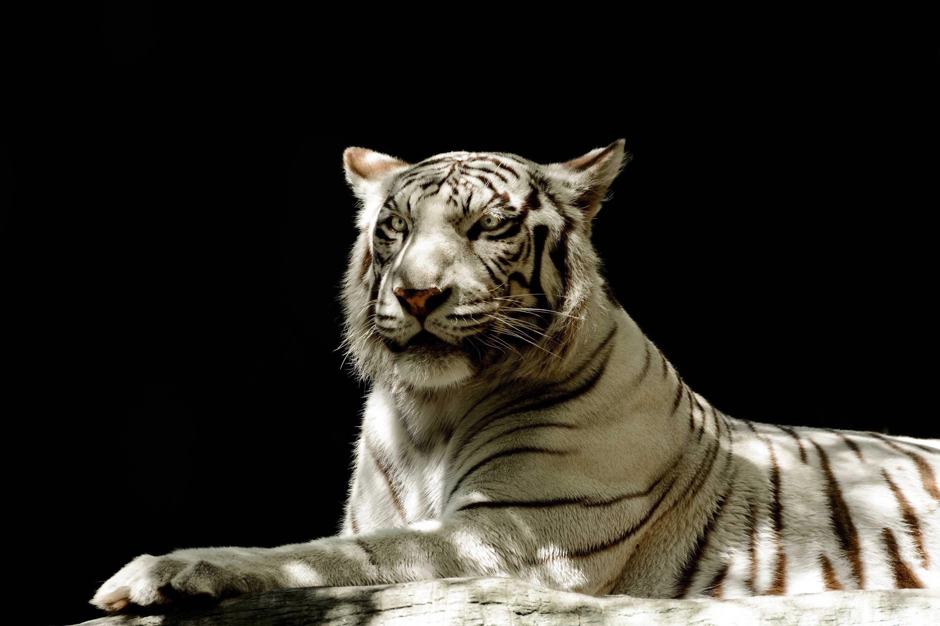 White tiger lying down against a black background HD Wallpaper