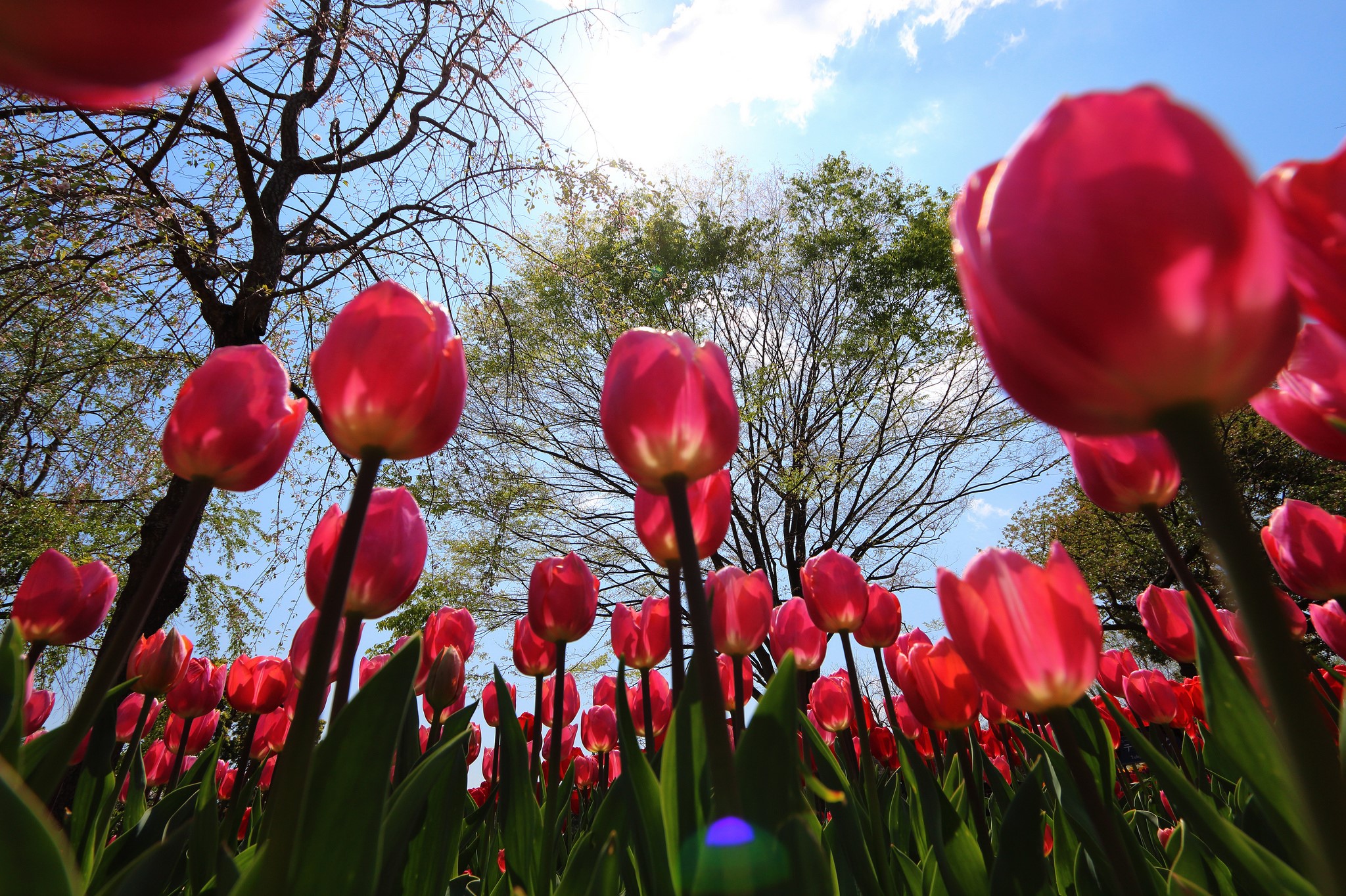 Red tulips blooming under a bright sky HD Wallpaper