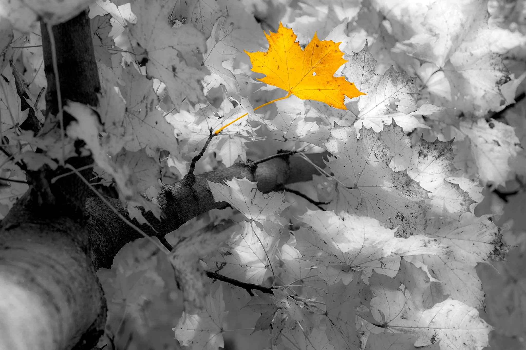 A single yellow maple leaf stands out against a grayscale background of autumn foliage and branches. HD Wallpaper