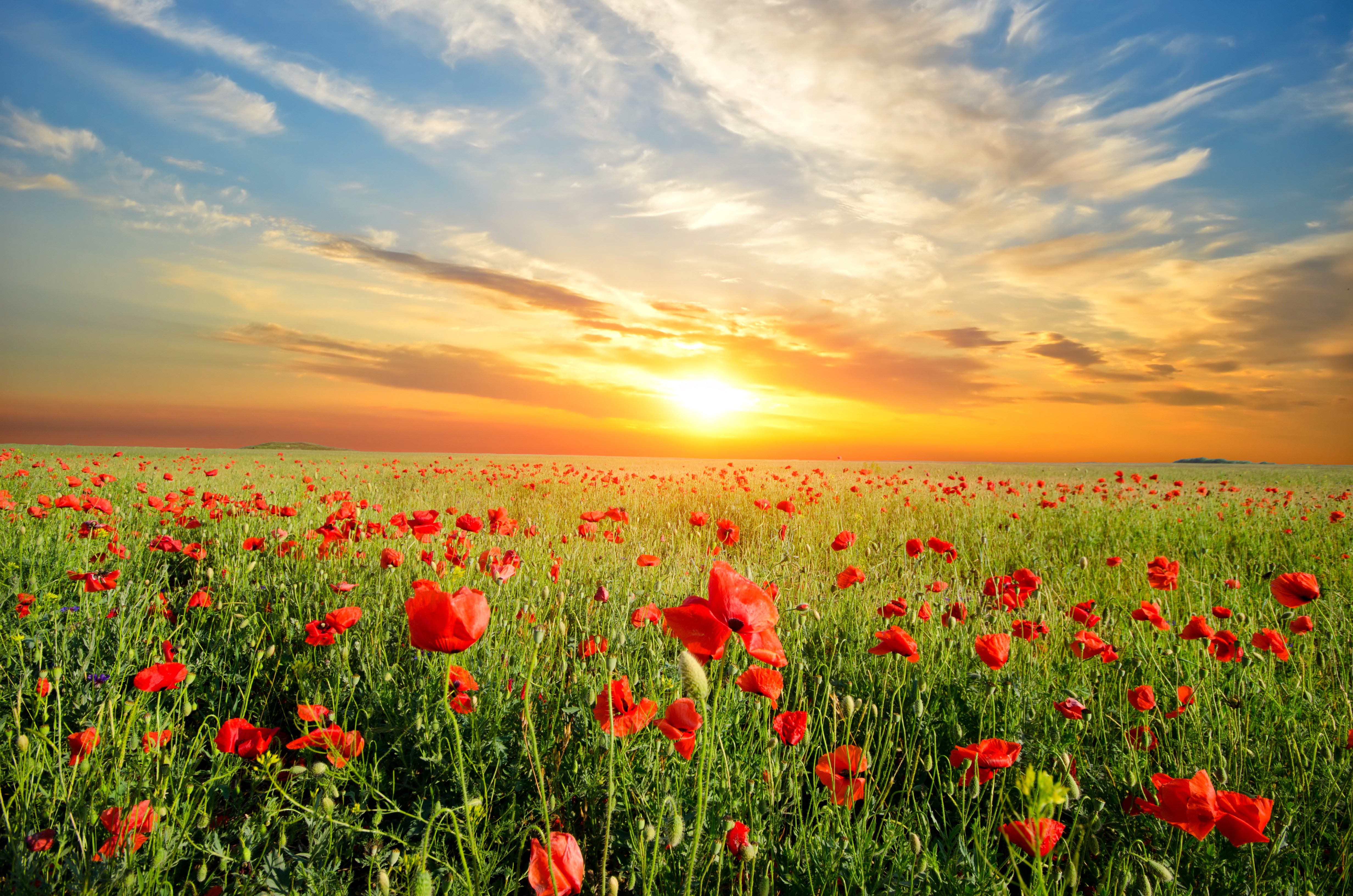 Field of Poppies at Sunset HD Wallpaper