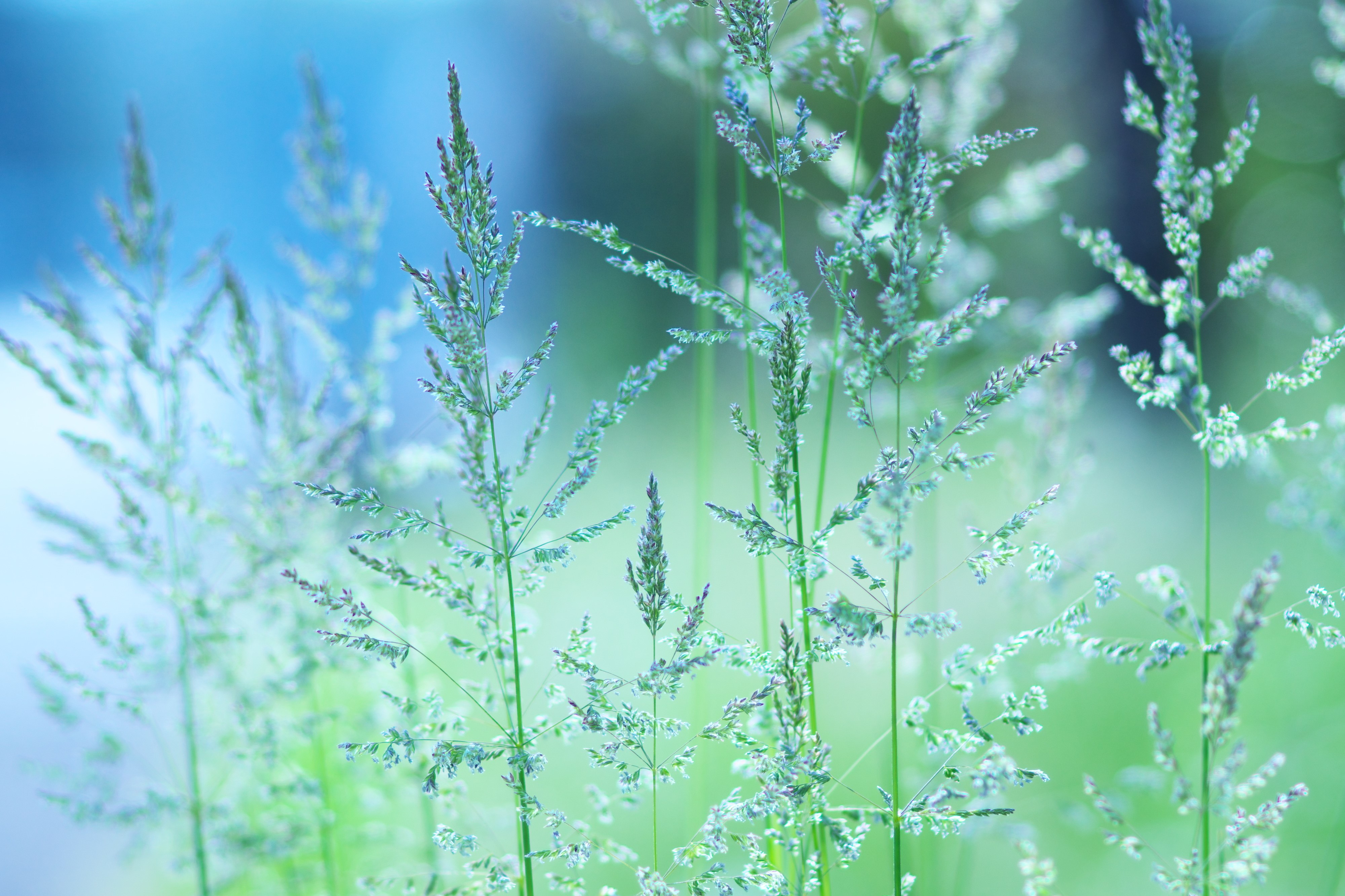 4K Closeup of Grass HD Wallpaper