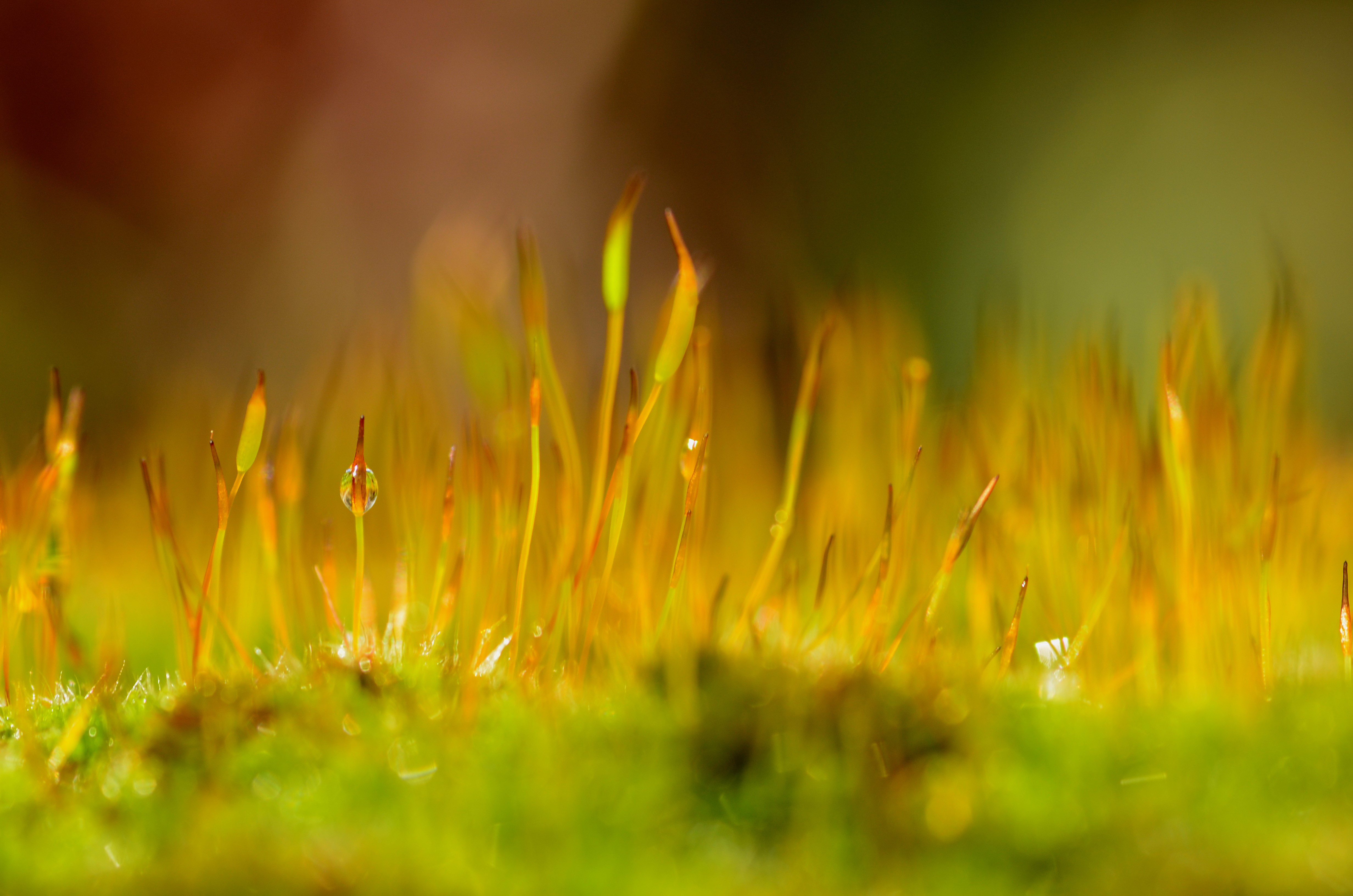 Moss with water drops, macro photography HD Wallpaper