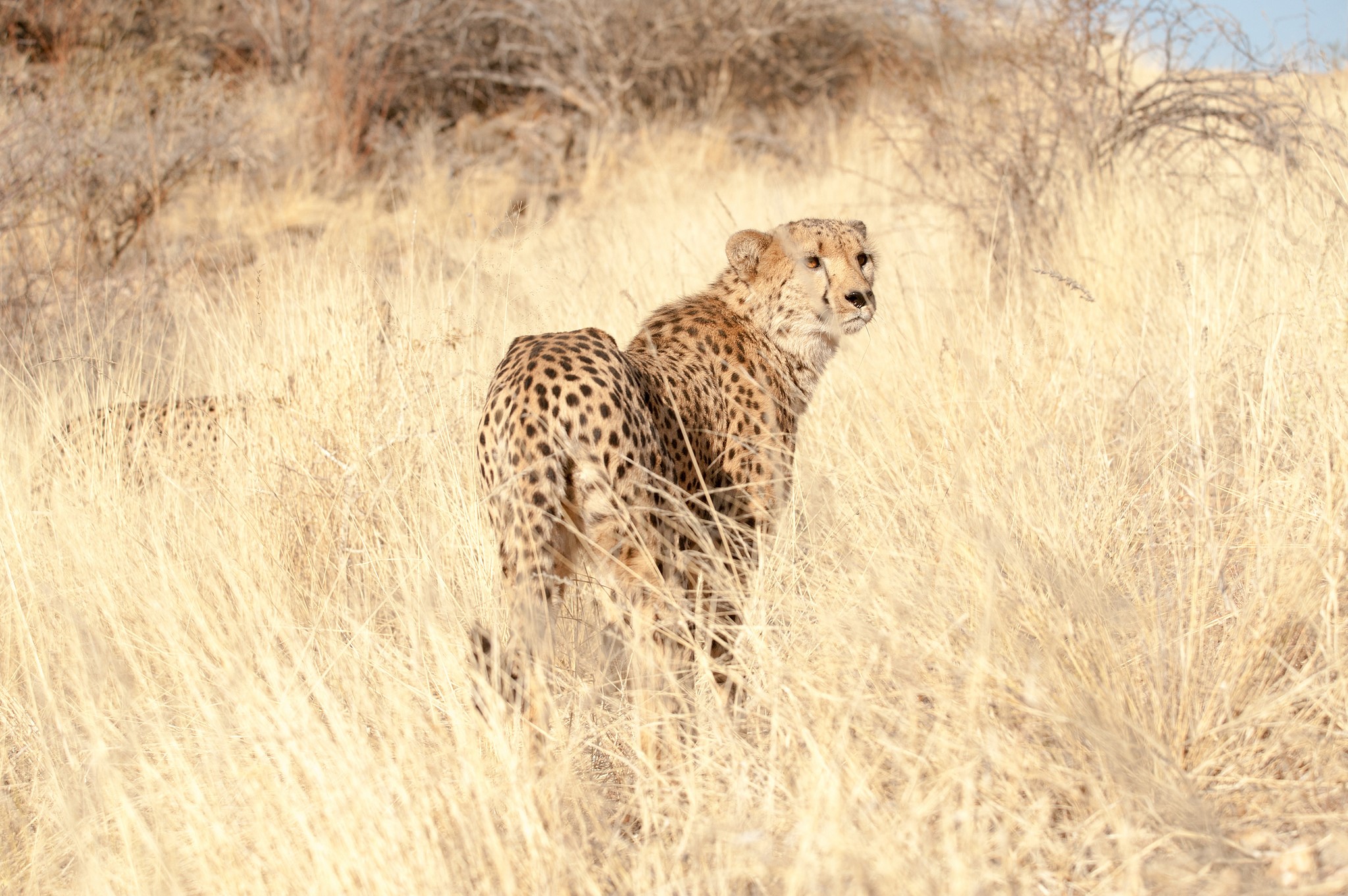 Two cheetahs in dry grass HD Wallpaper