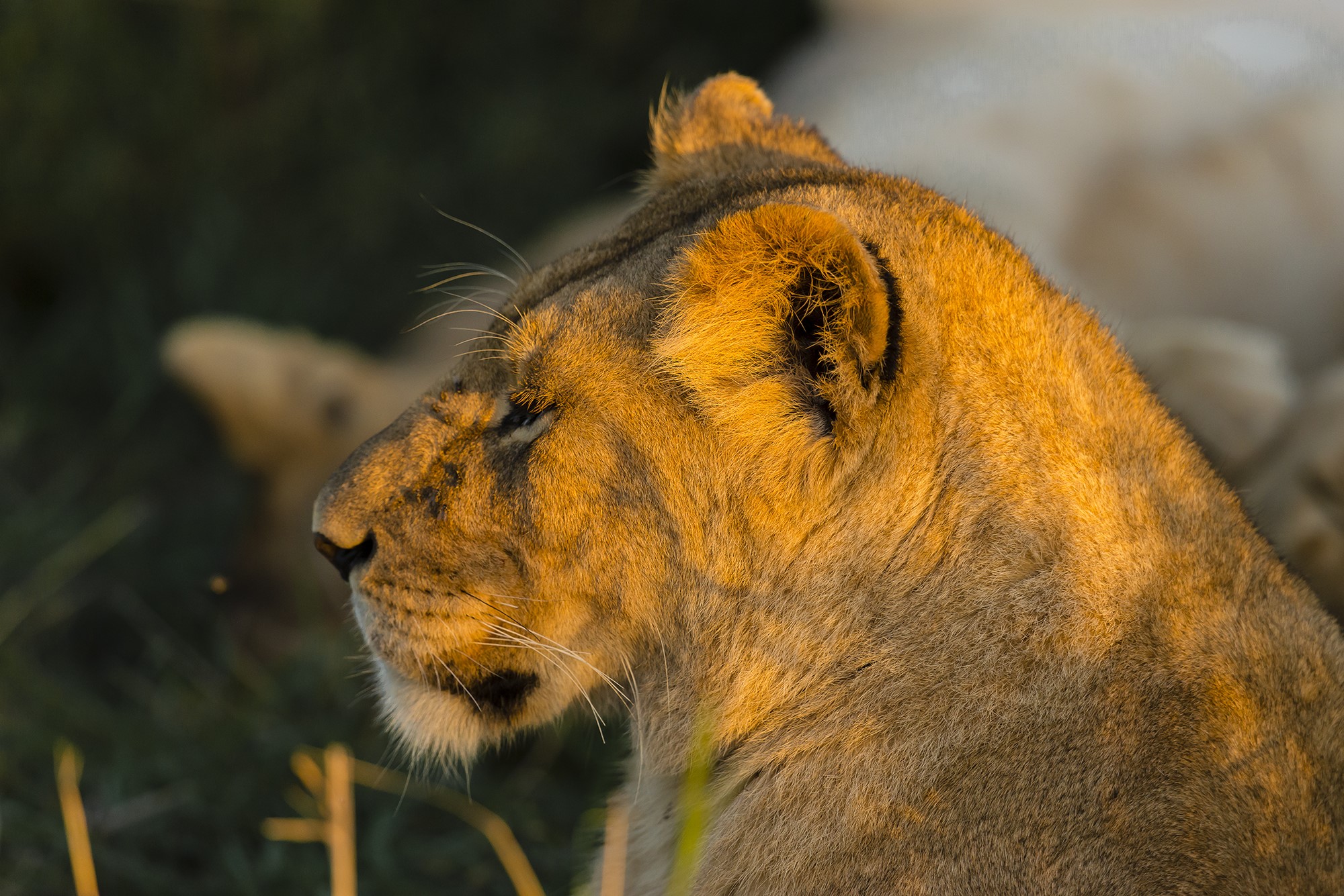 Lioness in golden hour light HD Wallpaper