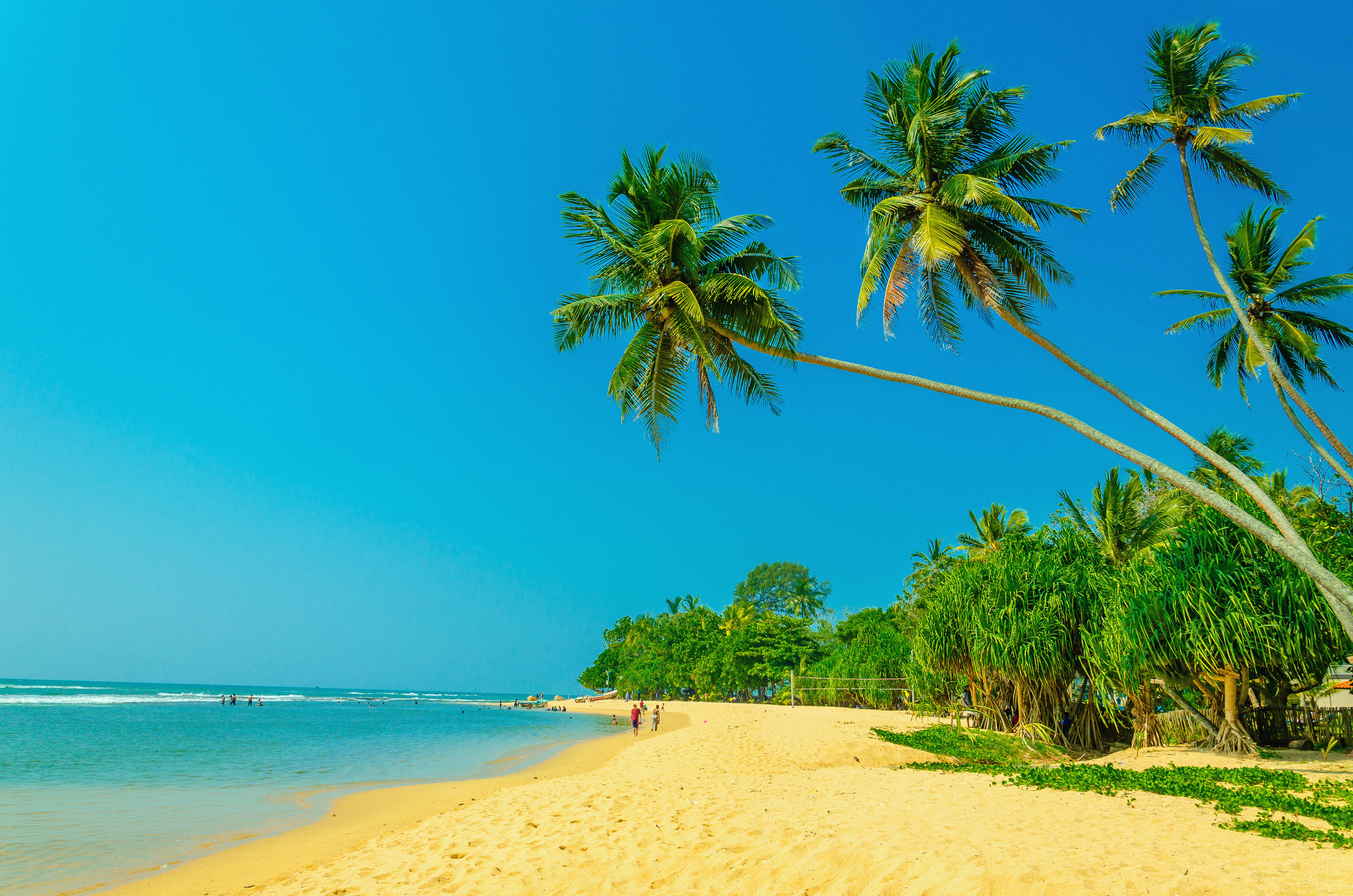 Palm trees on a sandy beach with the ocean HD Wallpaper