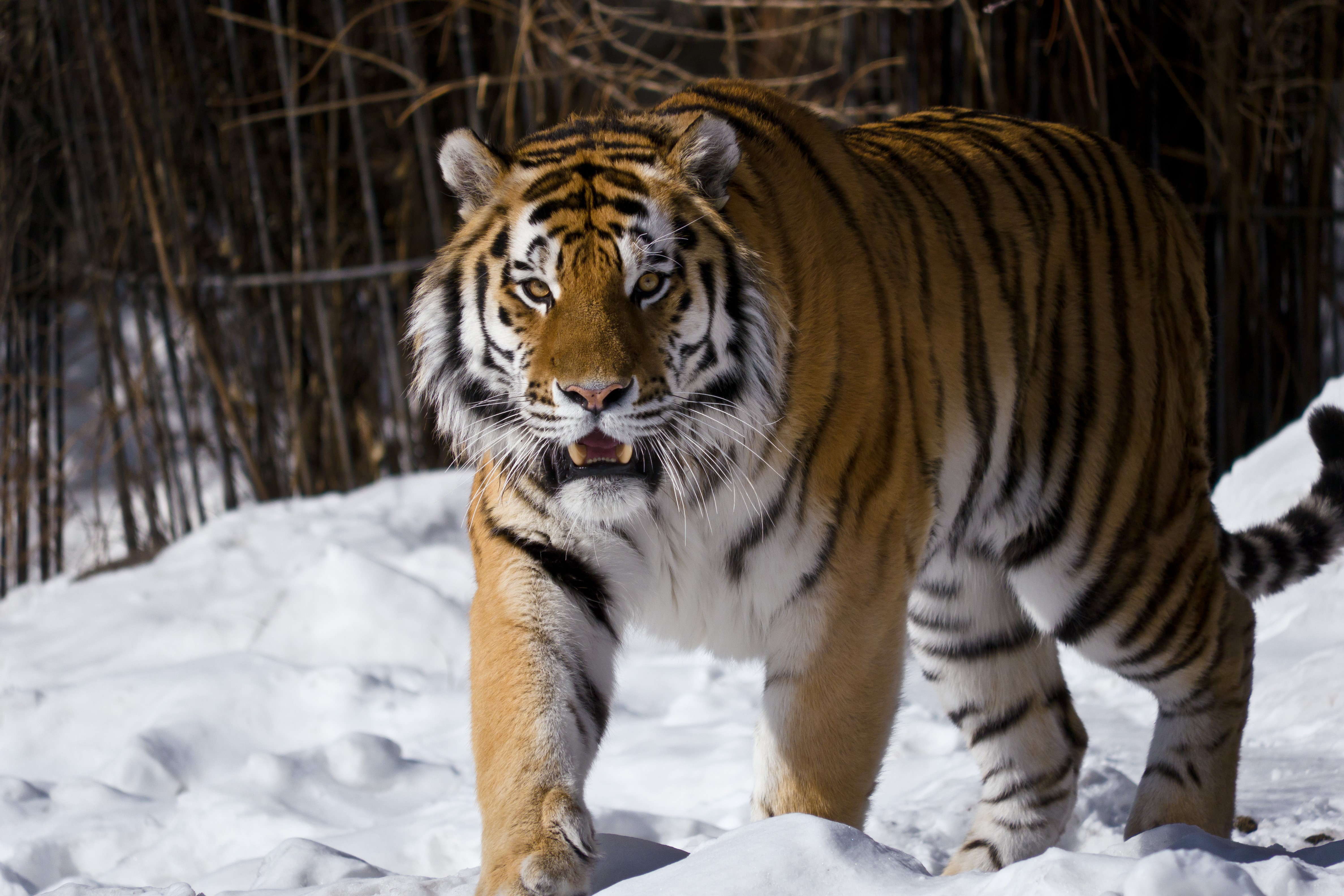 Tiger walking in the snow HD Wallpaper