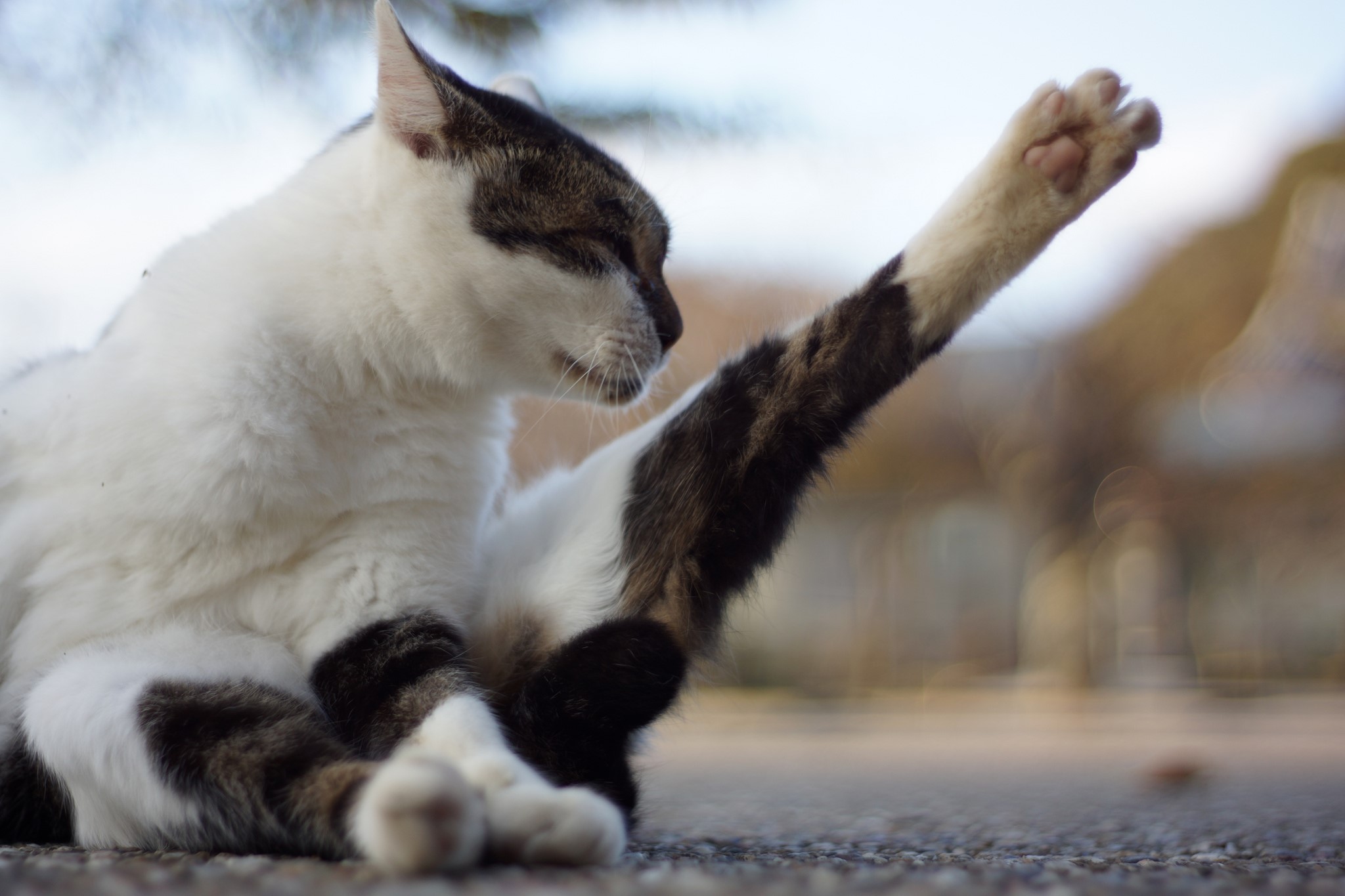 A cat is stretching its paw up HD Wallpaper
