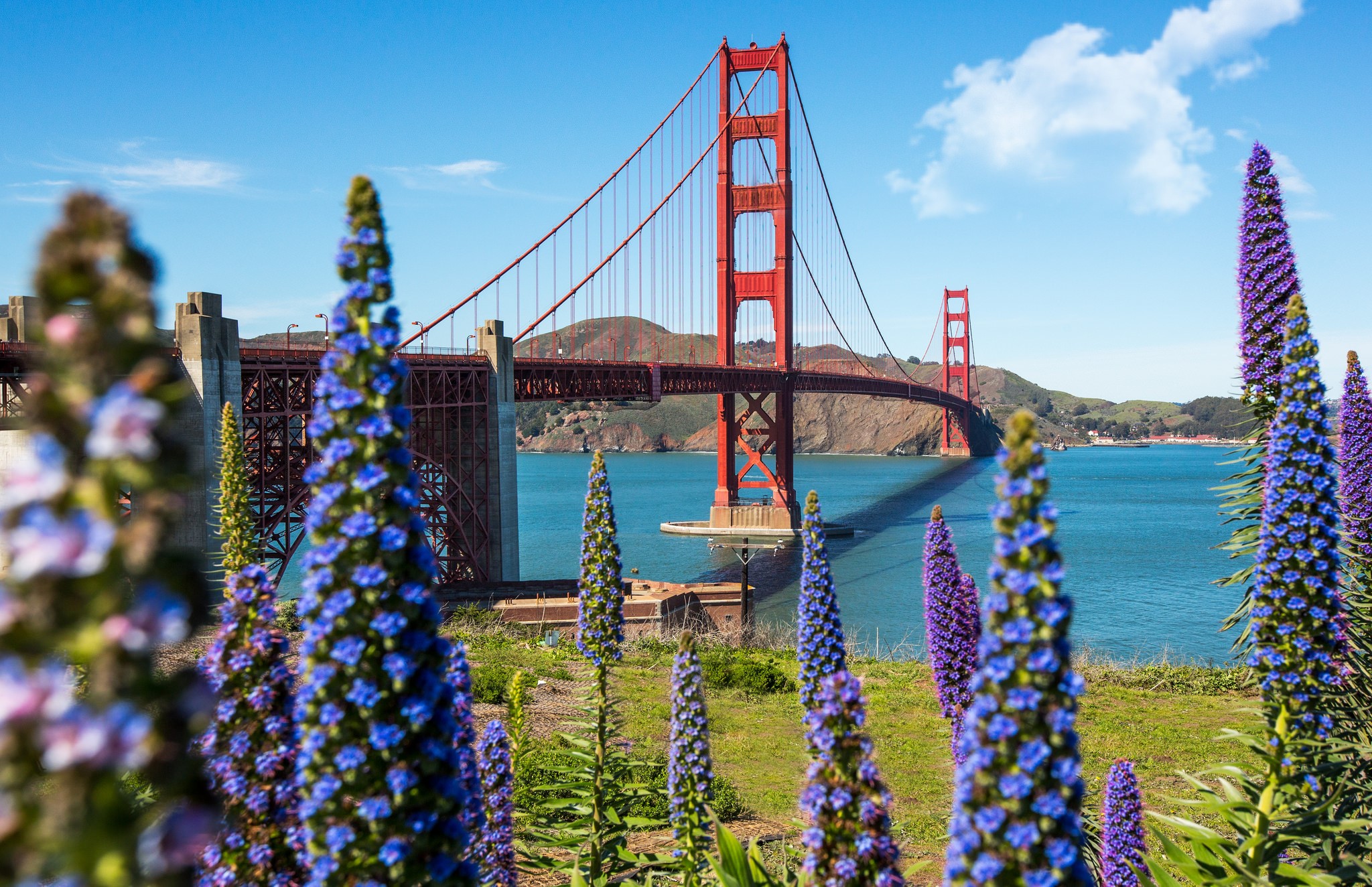 Golden Gate Bridge with Flowers in San Francisco HD Wallpaper