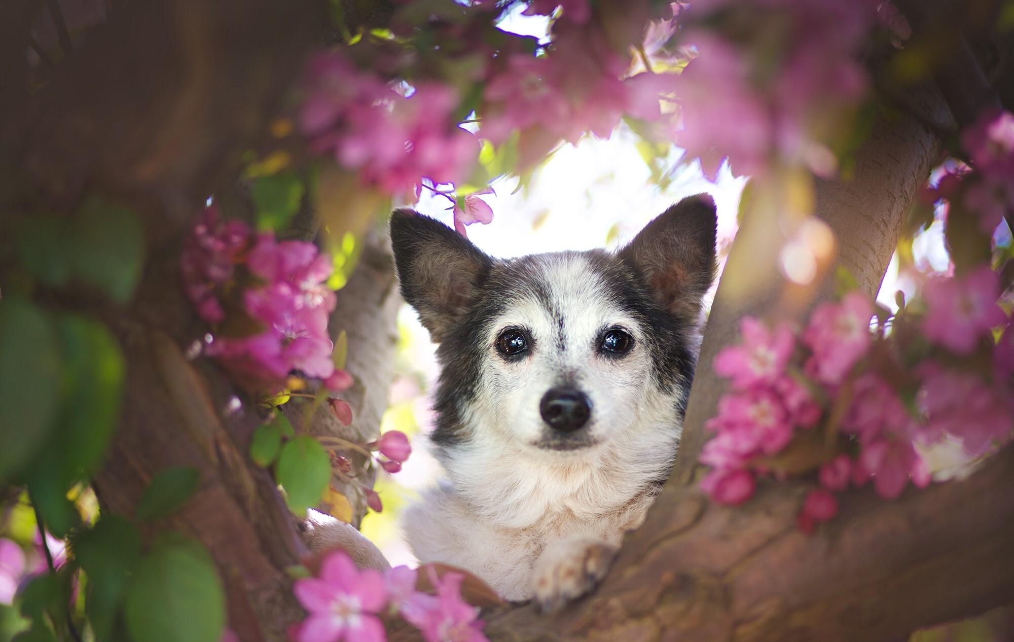 Dog sitting in a tree with pink flowers HD Wallpaper