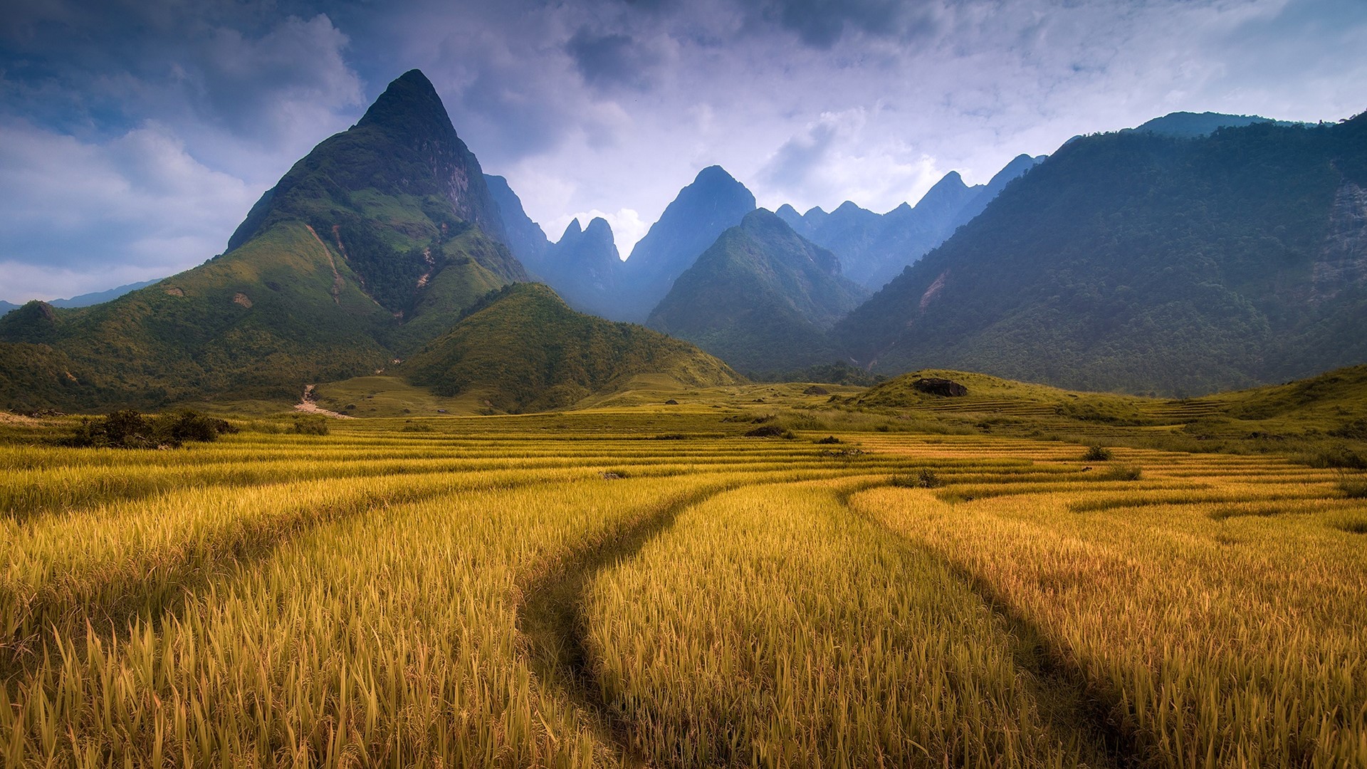 Golden Rice Terraces and Mountains HD Wallpaper