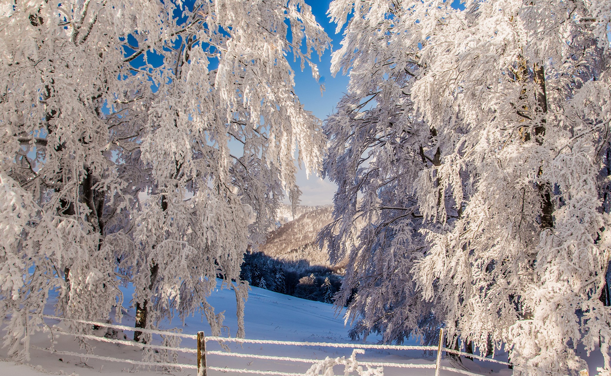 Snow-covered trees and a fence in winter HD Wallpaper