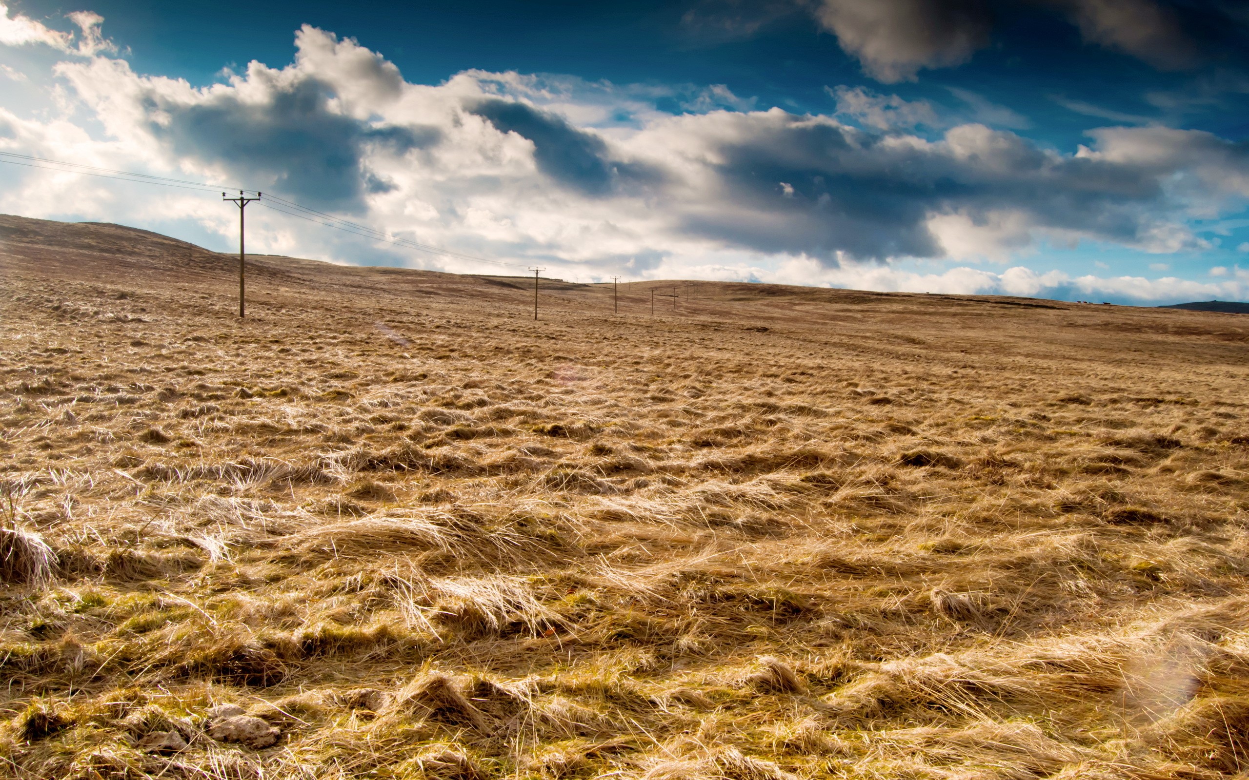 Brown grassy field with telephone poles under a cloudy sky HD Wallpaper