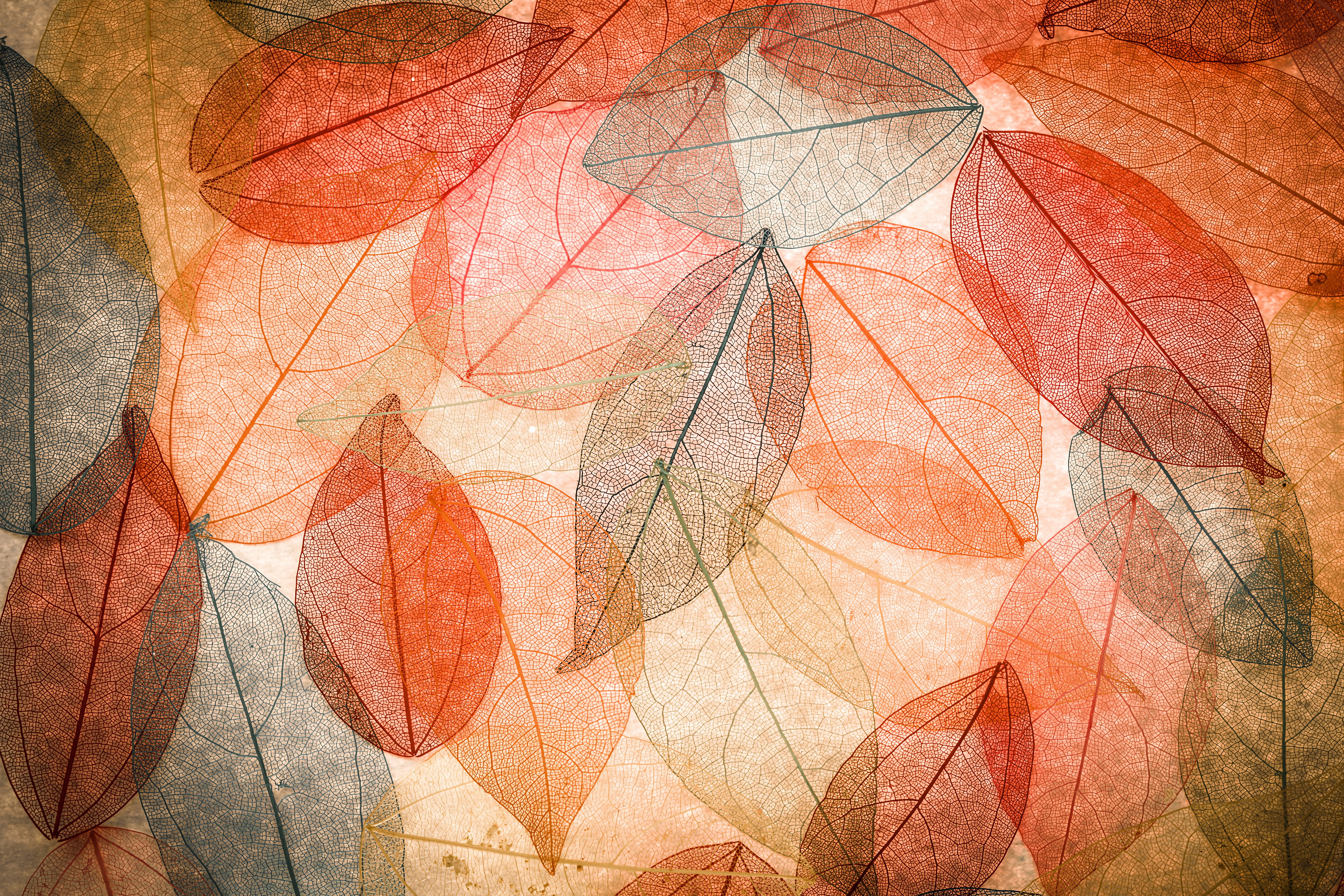 Autumn Skeleton Leaves HD Wallpaper
