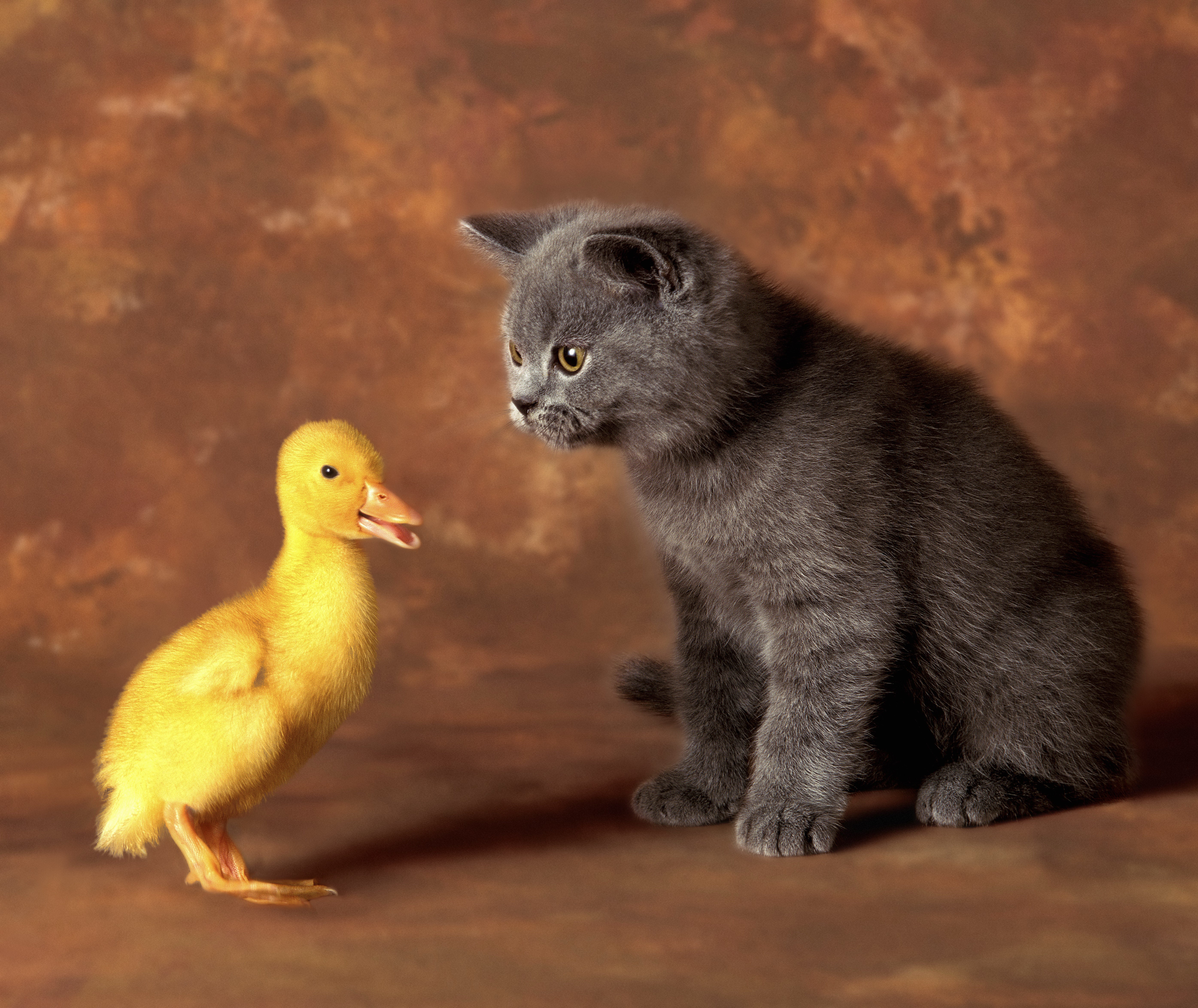 Kitten and Duckling on Brown Background HD Wallpaper