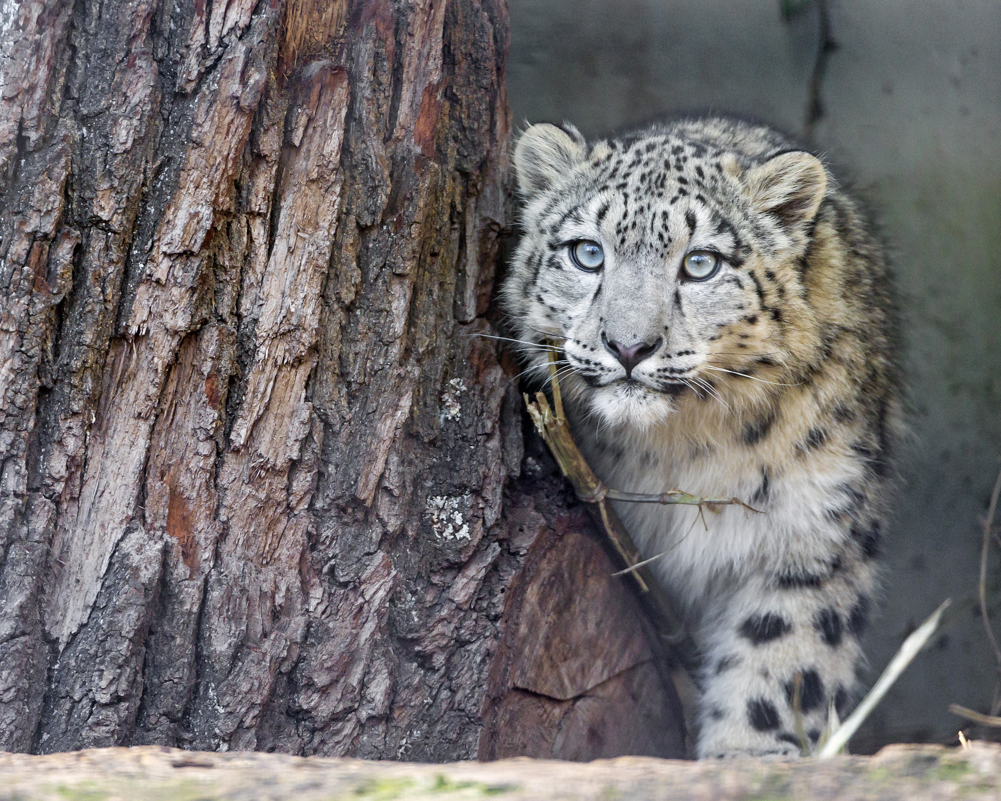 Snow leopard cub near a tree HD Wallpaper