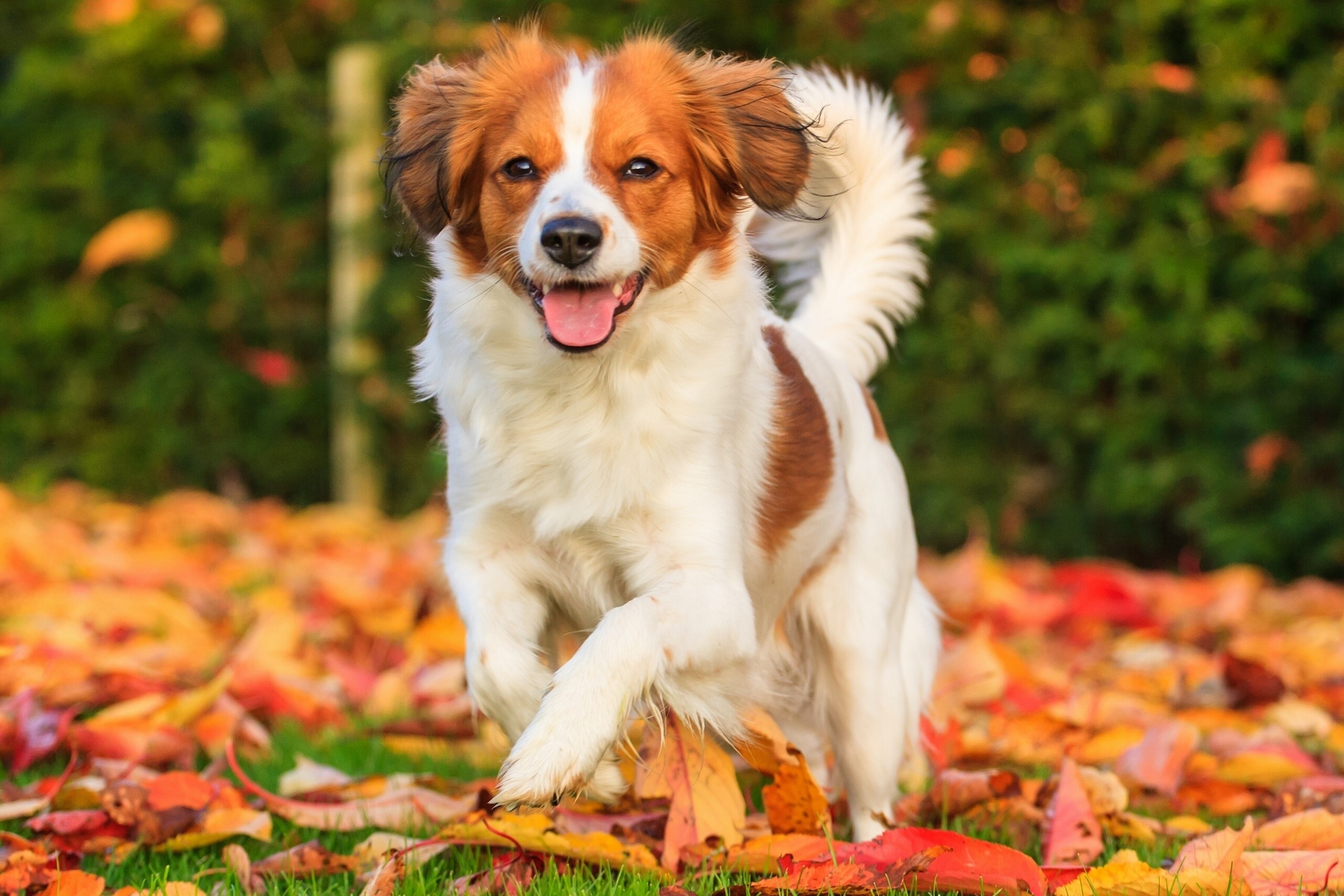Kooikerhondje dog running in autumn leaves HD Wallpaper