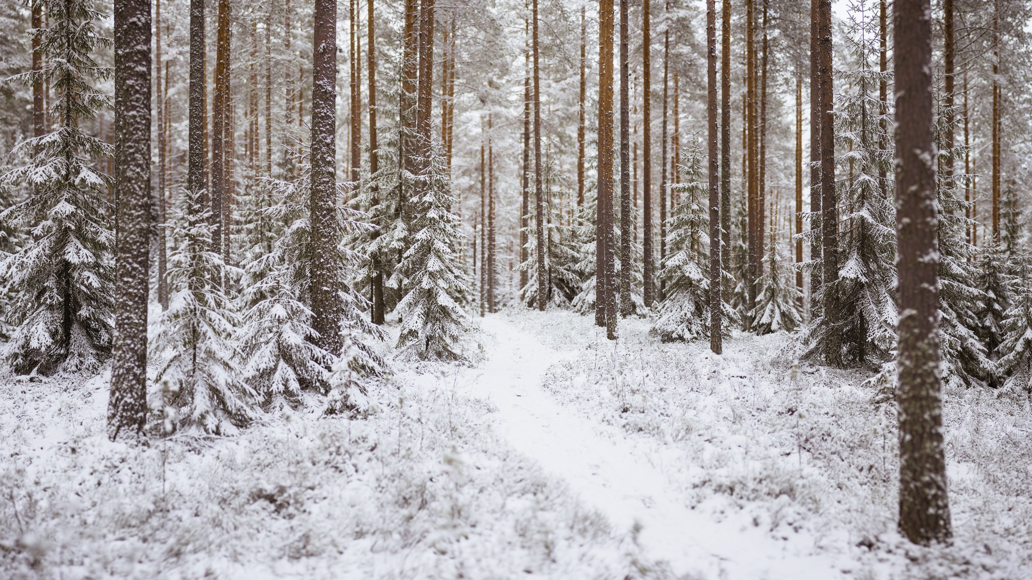 Snow covered forest trail with pine trees HD Wallpaper
