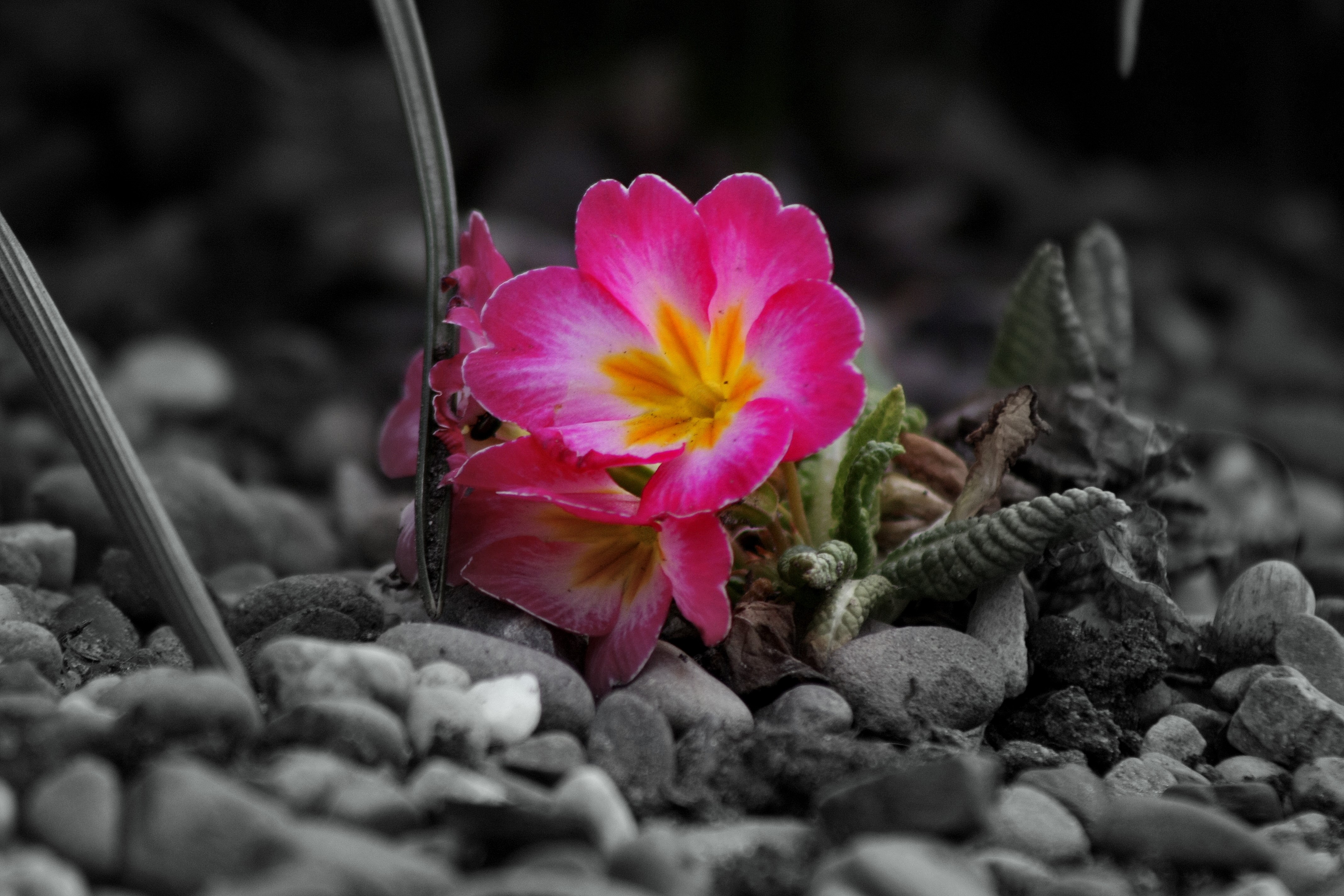 Stones Closeup HD Wallpaper