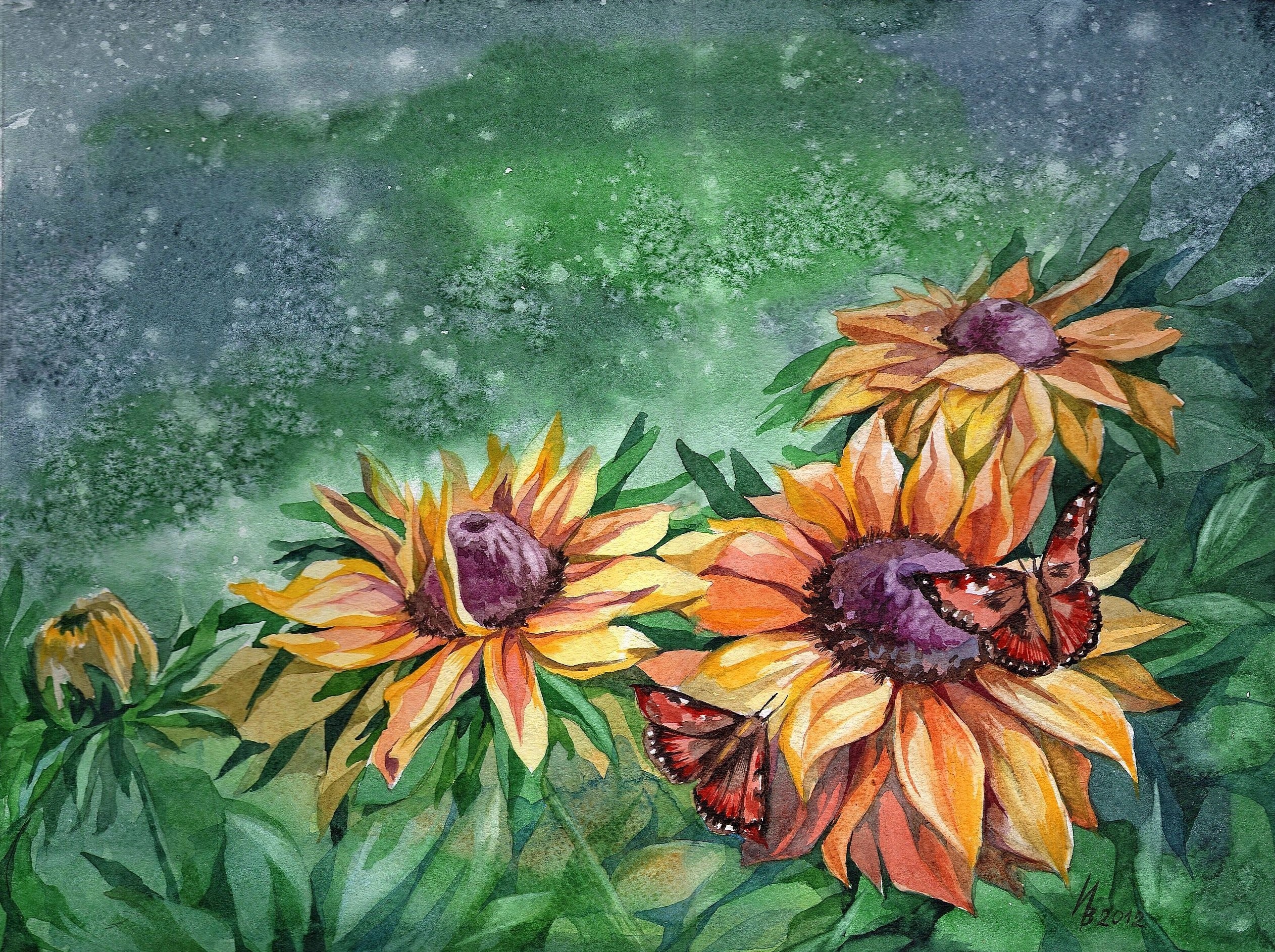 Butterflies on Black-Eyed Susans HD Wallpaper