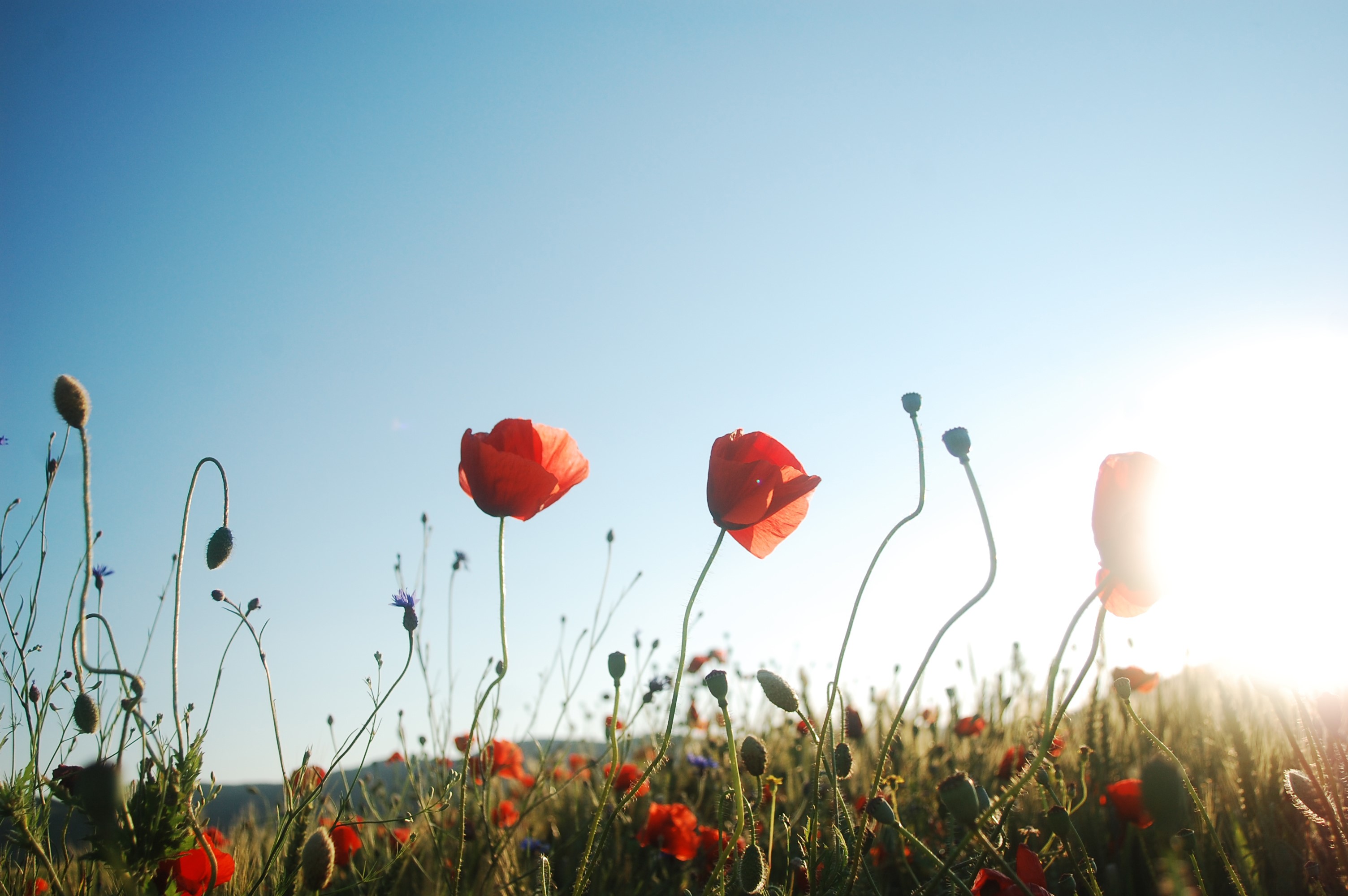 Field of red poppies under a clear blue sky HD Wallpaper