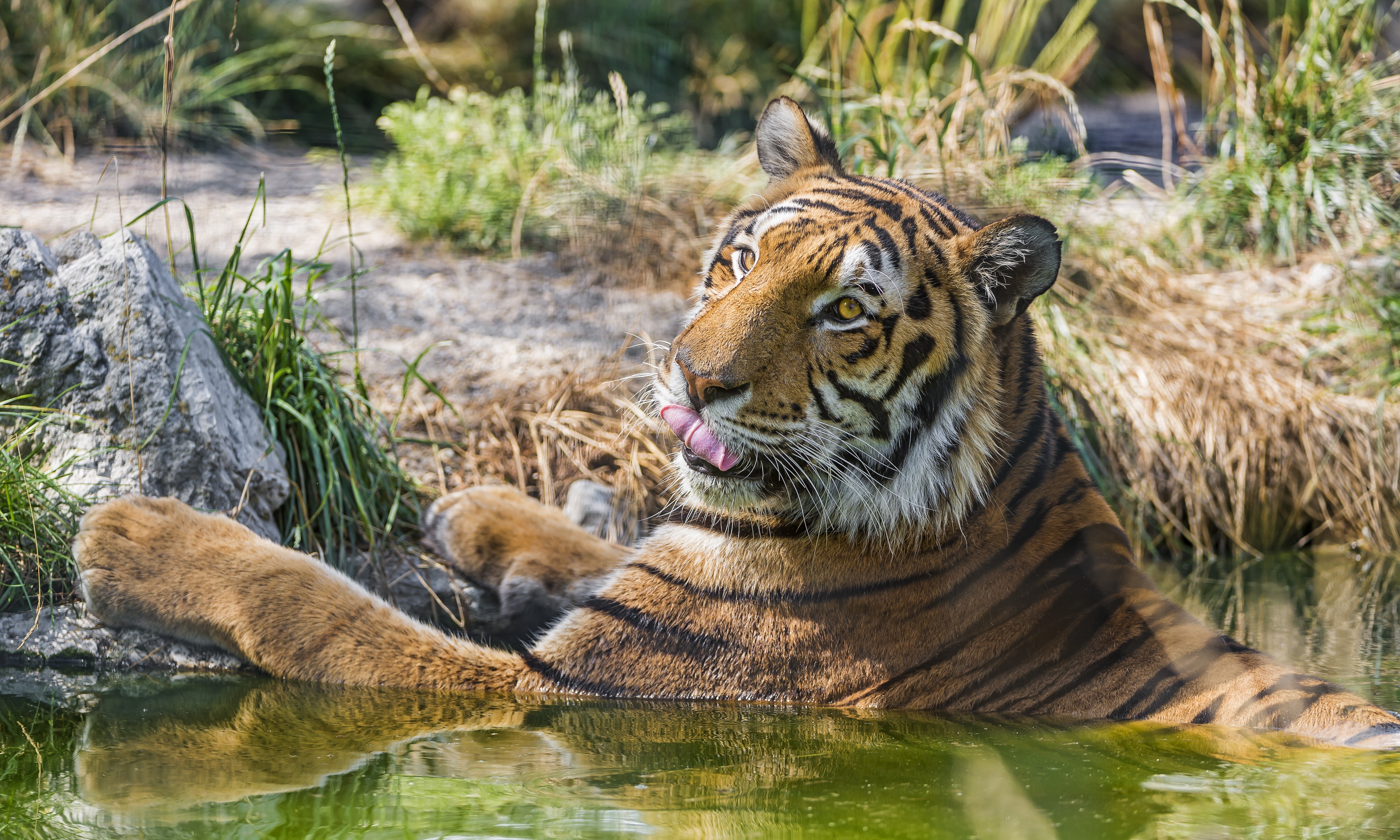 Tiger licking its nose in water HD Wallpaper