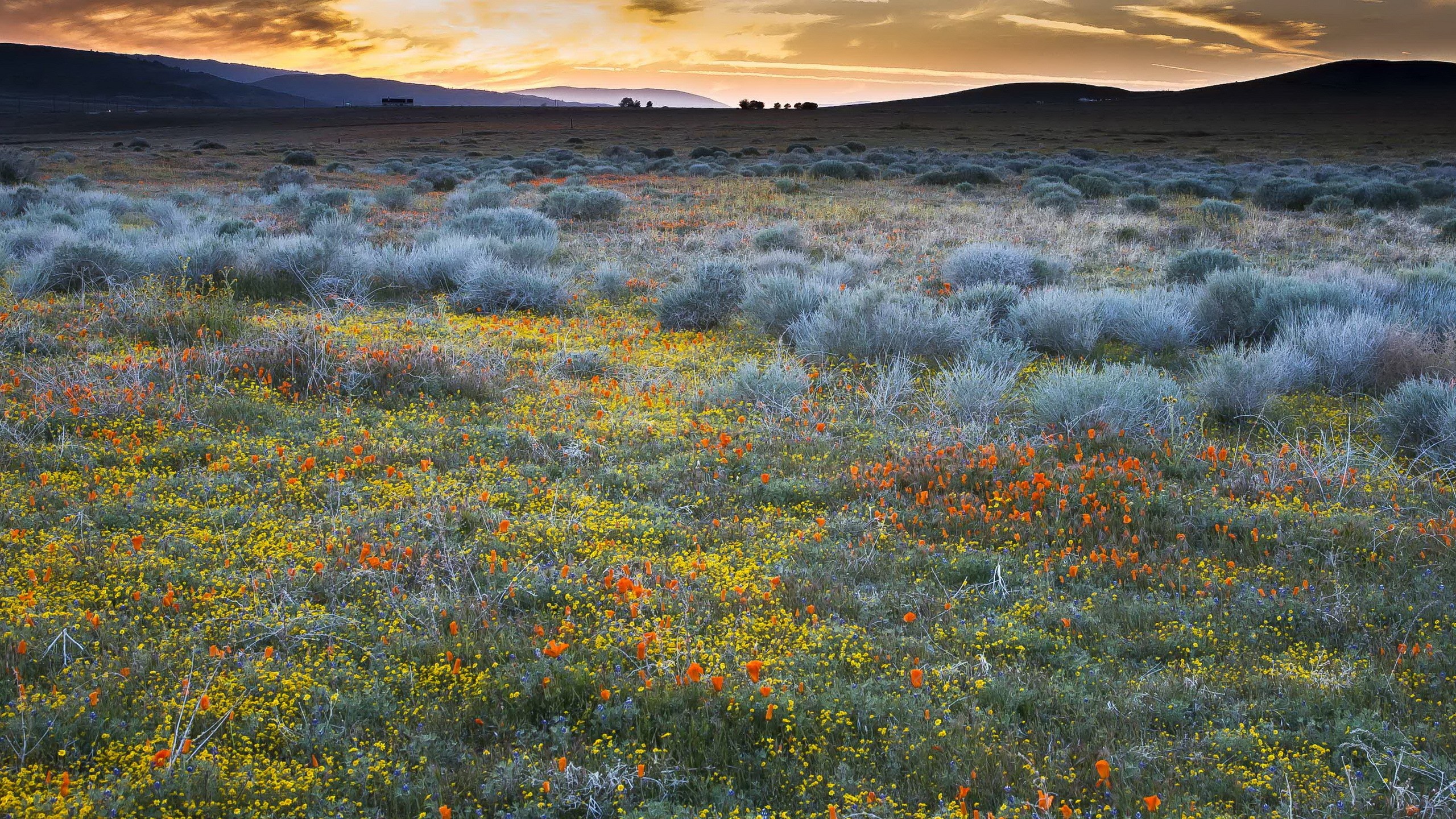 California Poppies and wildflowers in grasslands at sunset HD Wallpaper