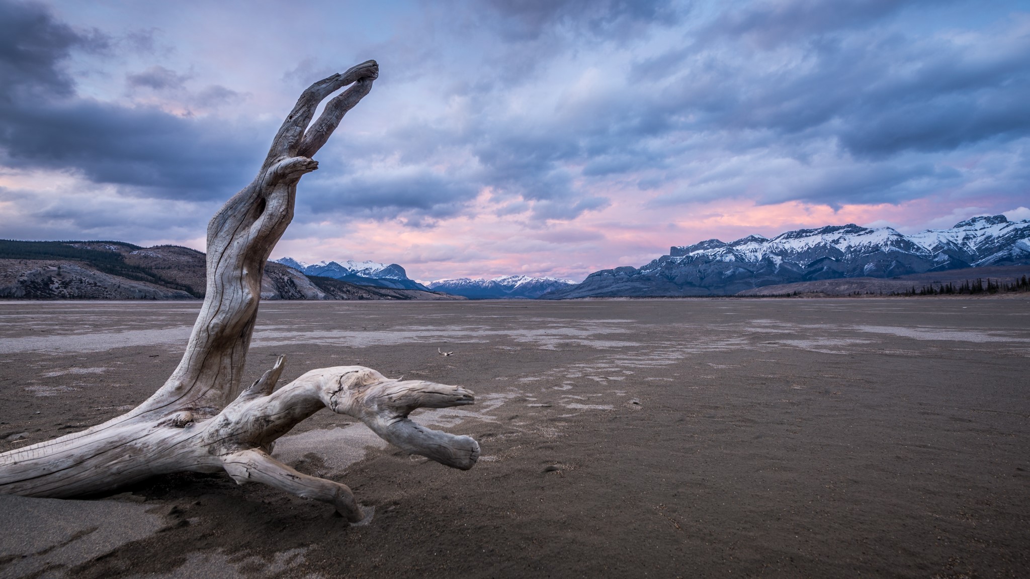 Driftwood on Jasper Lake with Mountains HD Wallpaper