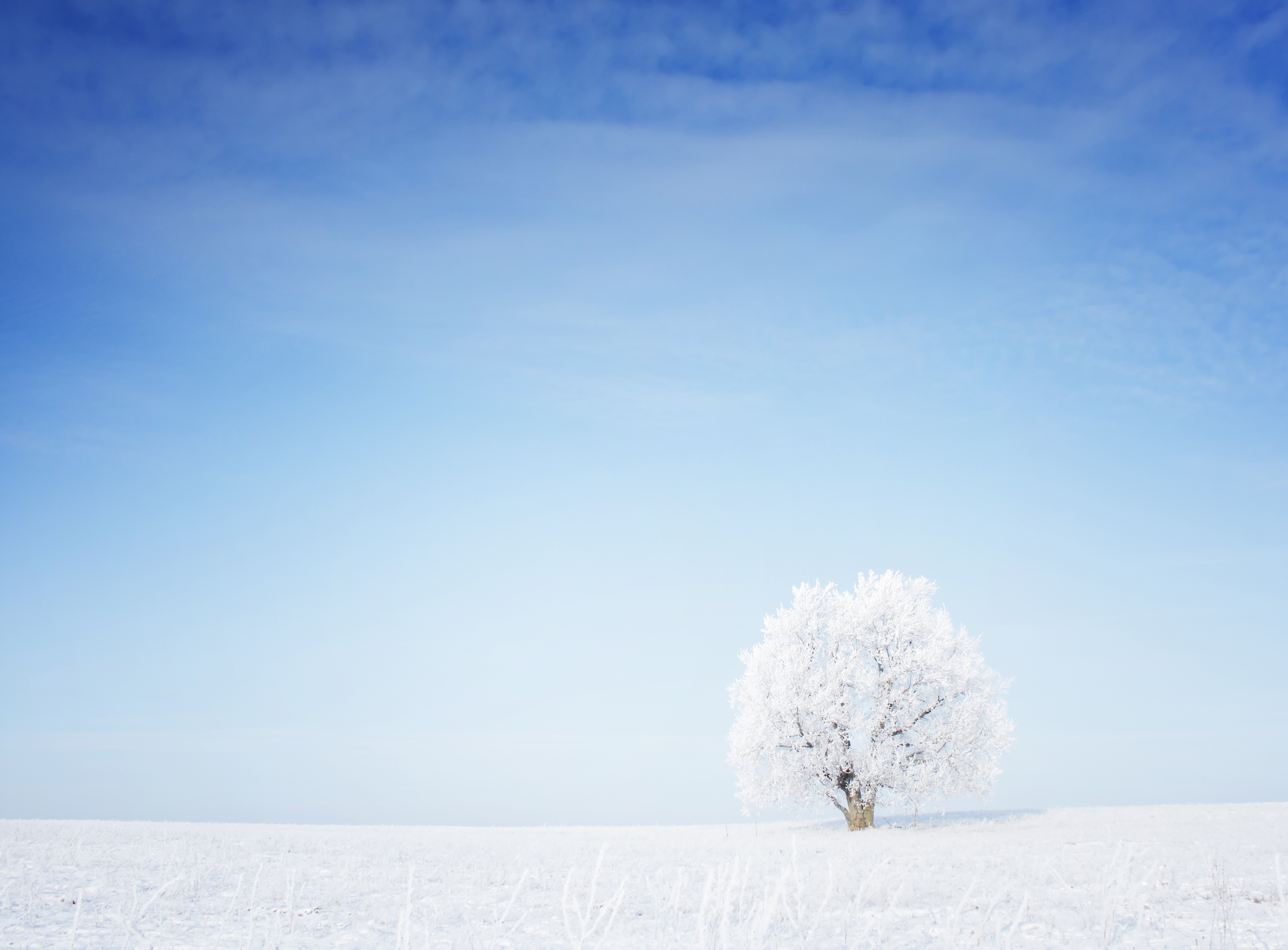 A lone frosted tree in a snowy field under a blue sky HD Wallpaper