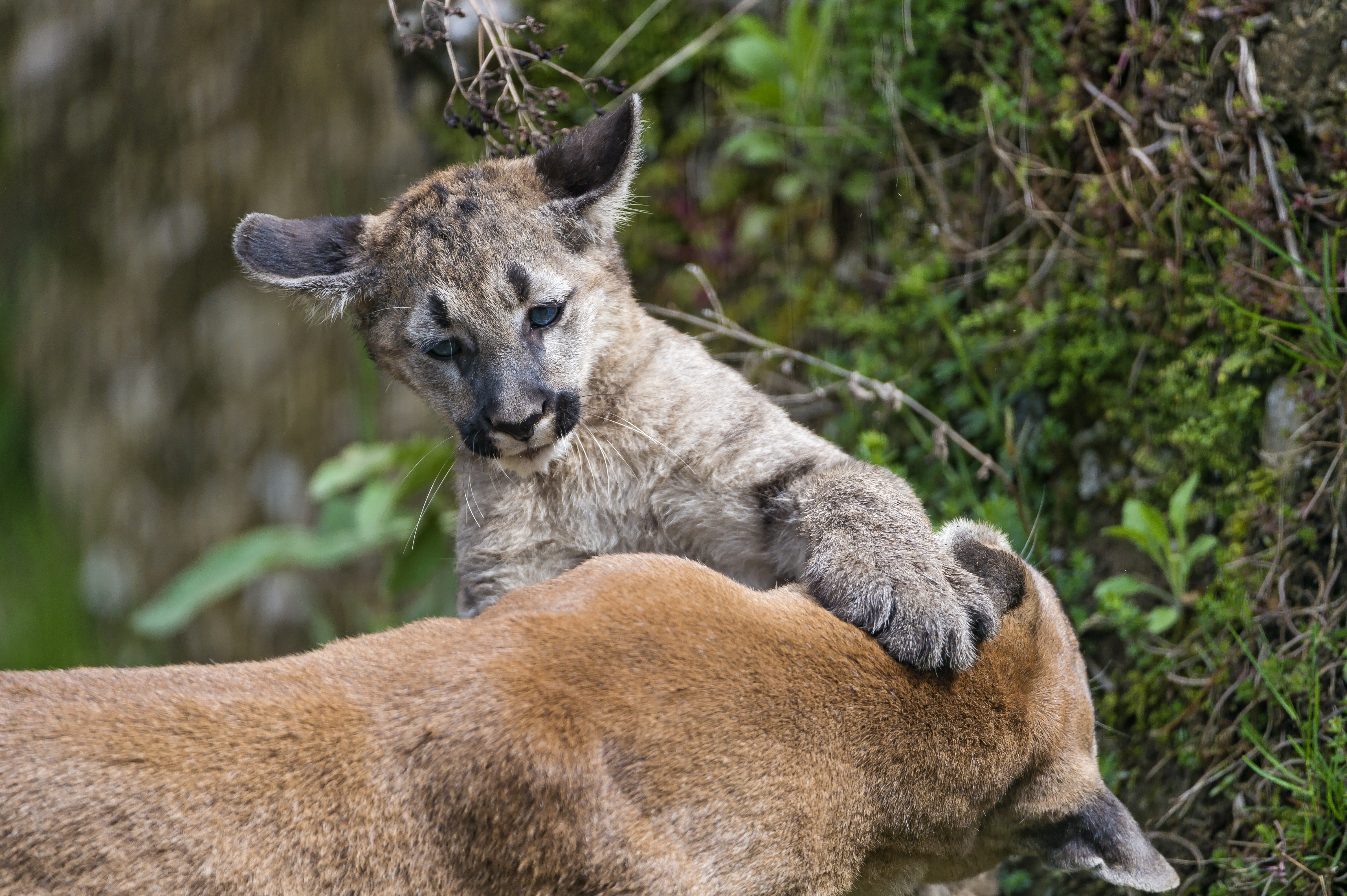 Puma Cubs Playing HD Wallpaper