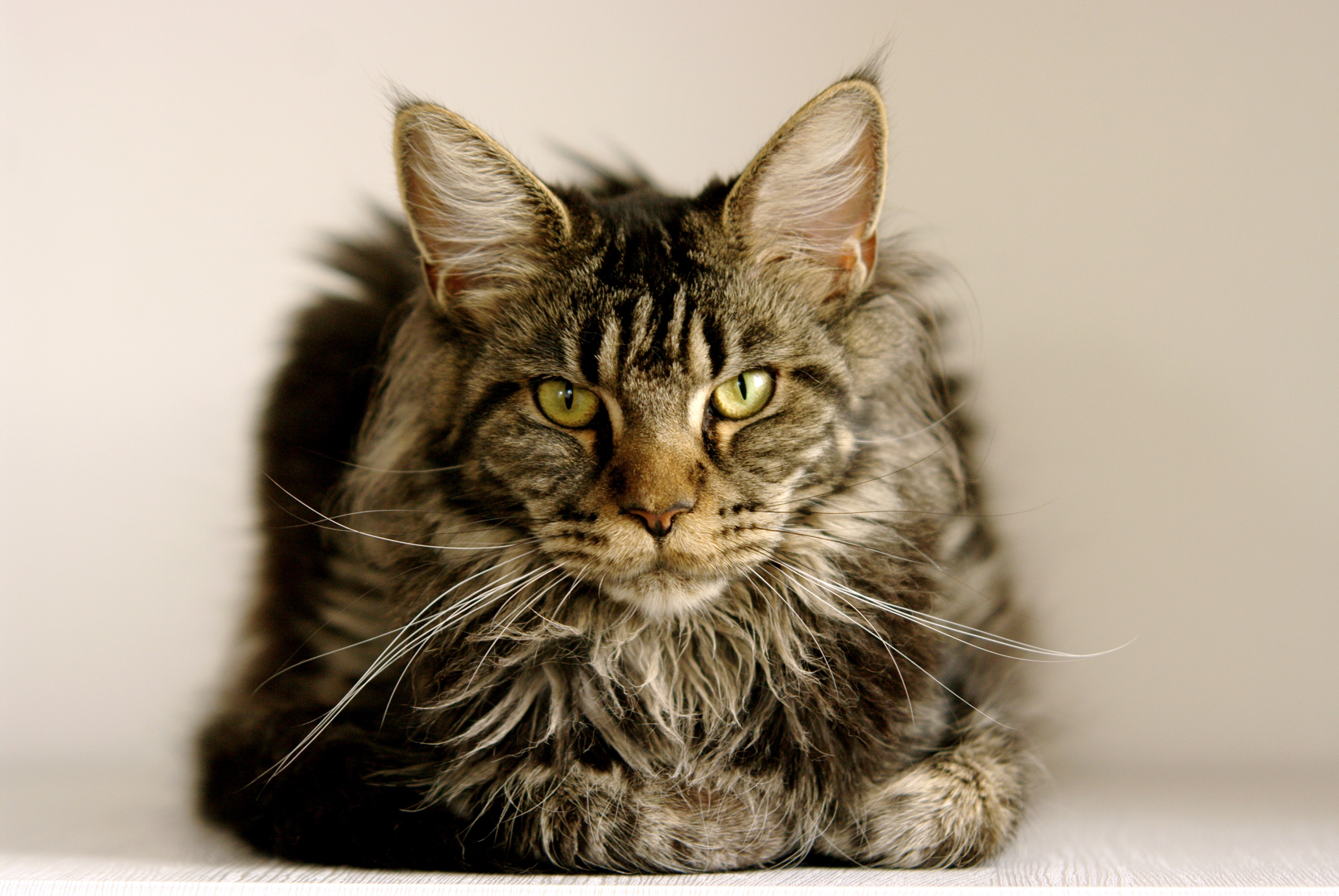 Maine Coon Cat HD Wallpaper