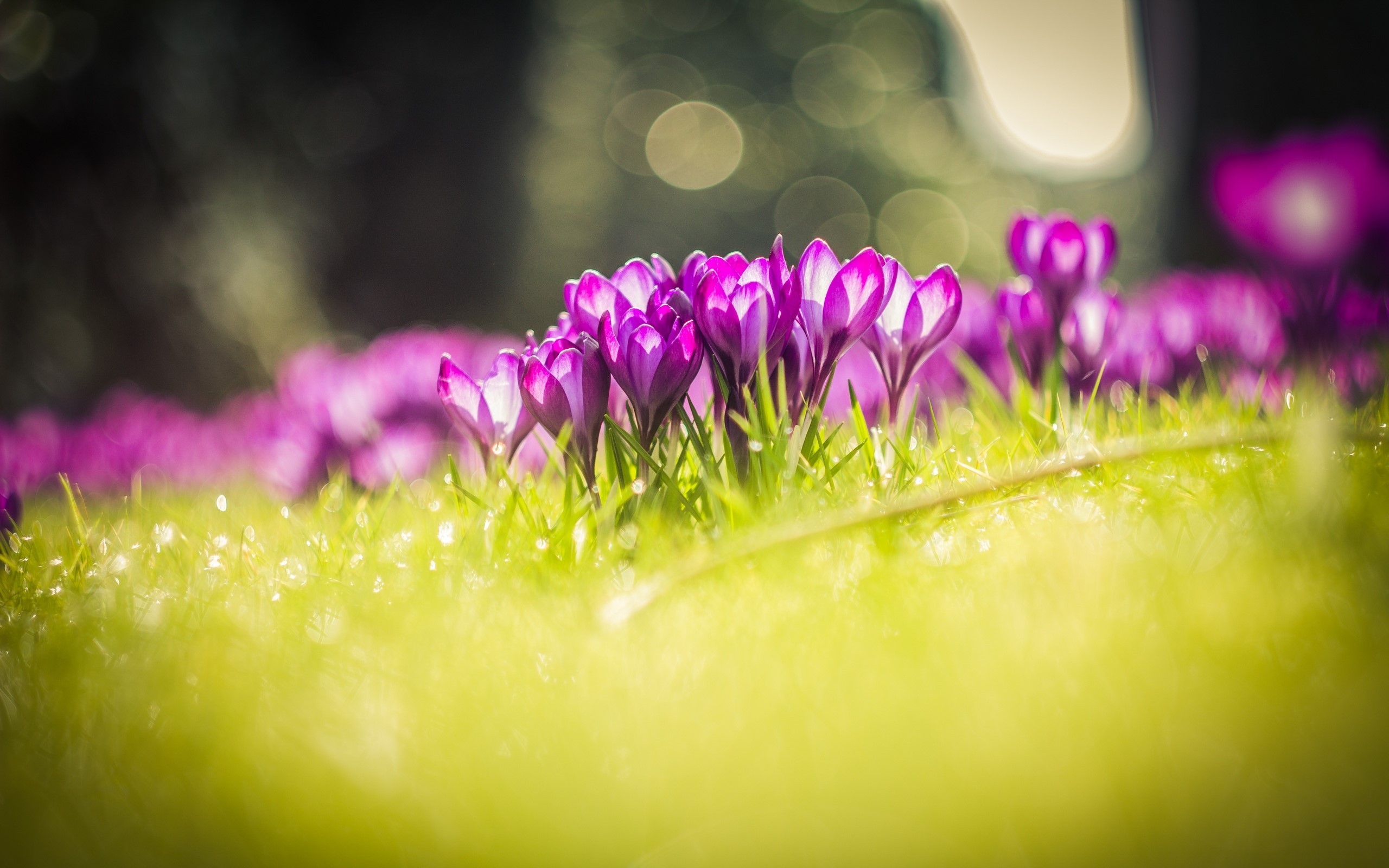 Purple crocuses in green grass with bokeh background HD Wallpaper