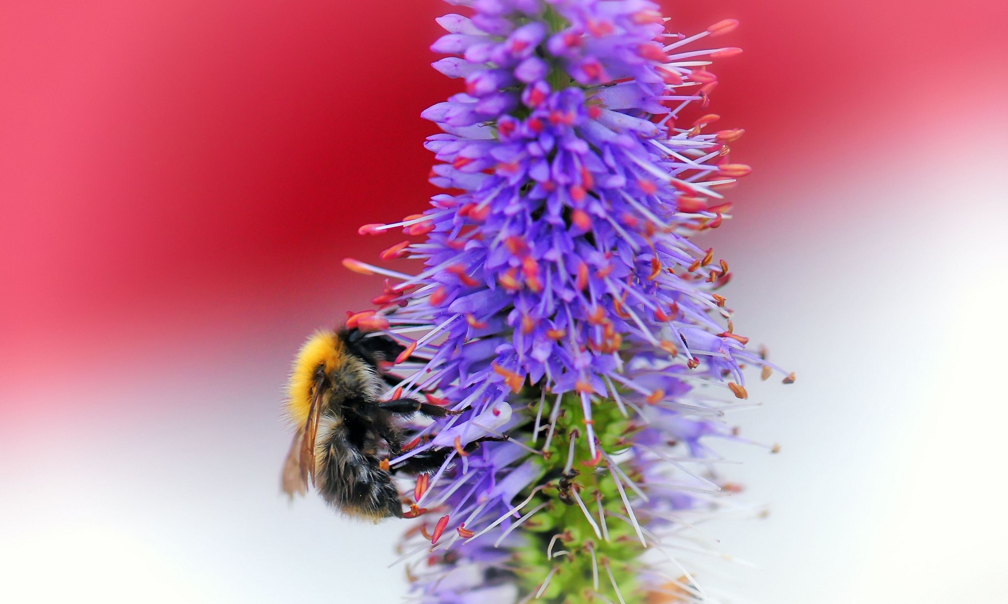 Bumblebee on a purple flower HD Wallpaper