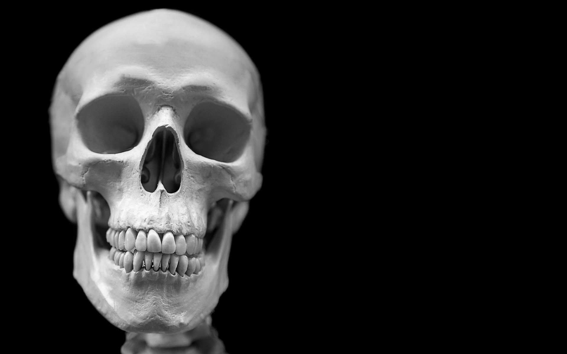 Close-up of a human skull HD Wallpaper