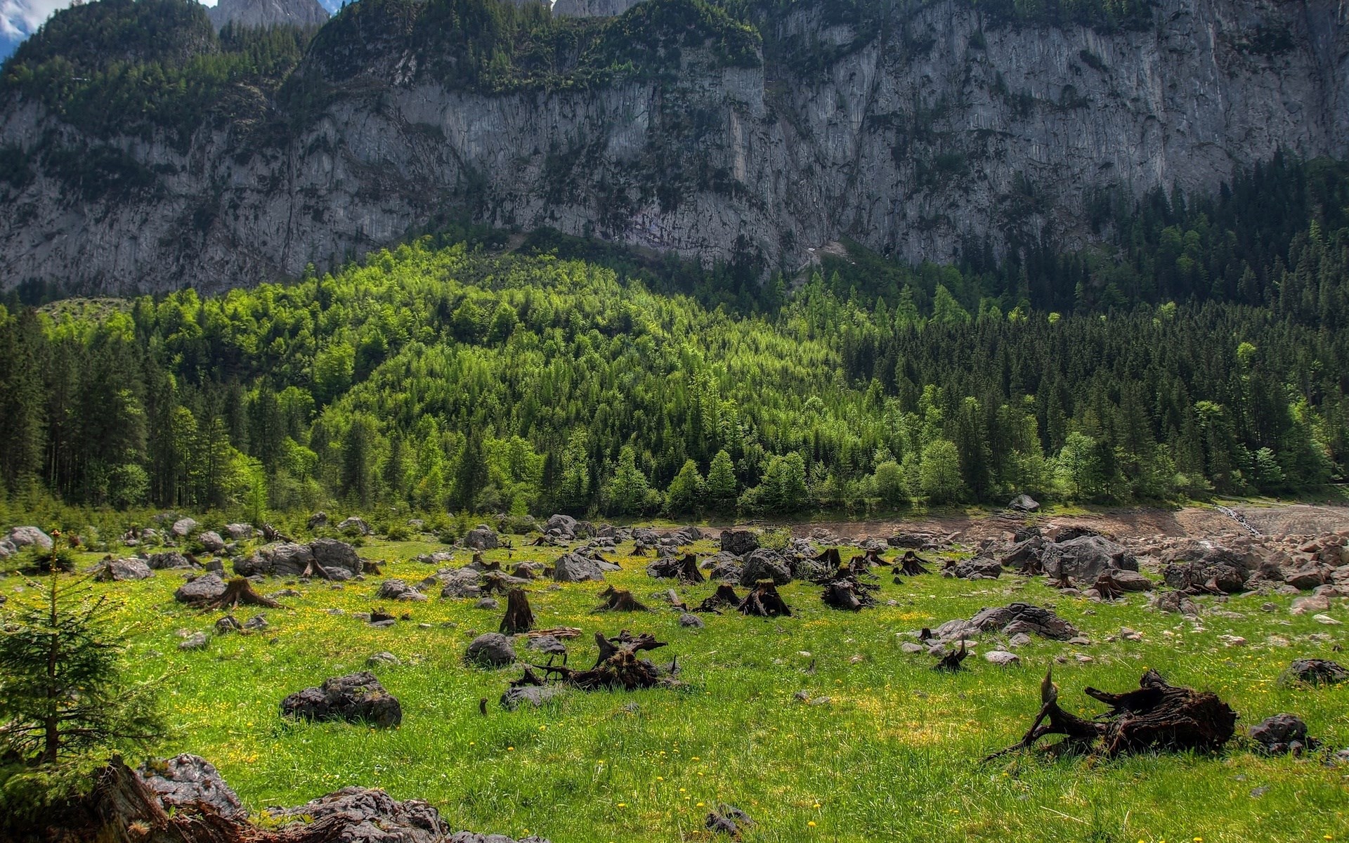 Rocky mountain landscape with green forest and meadow HD Wallpaper