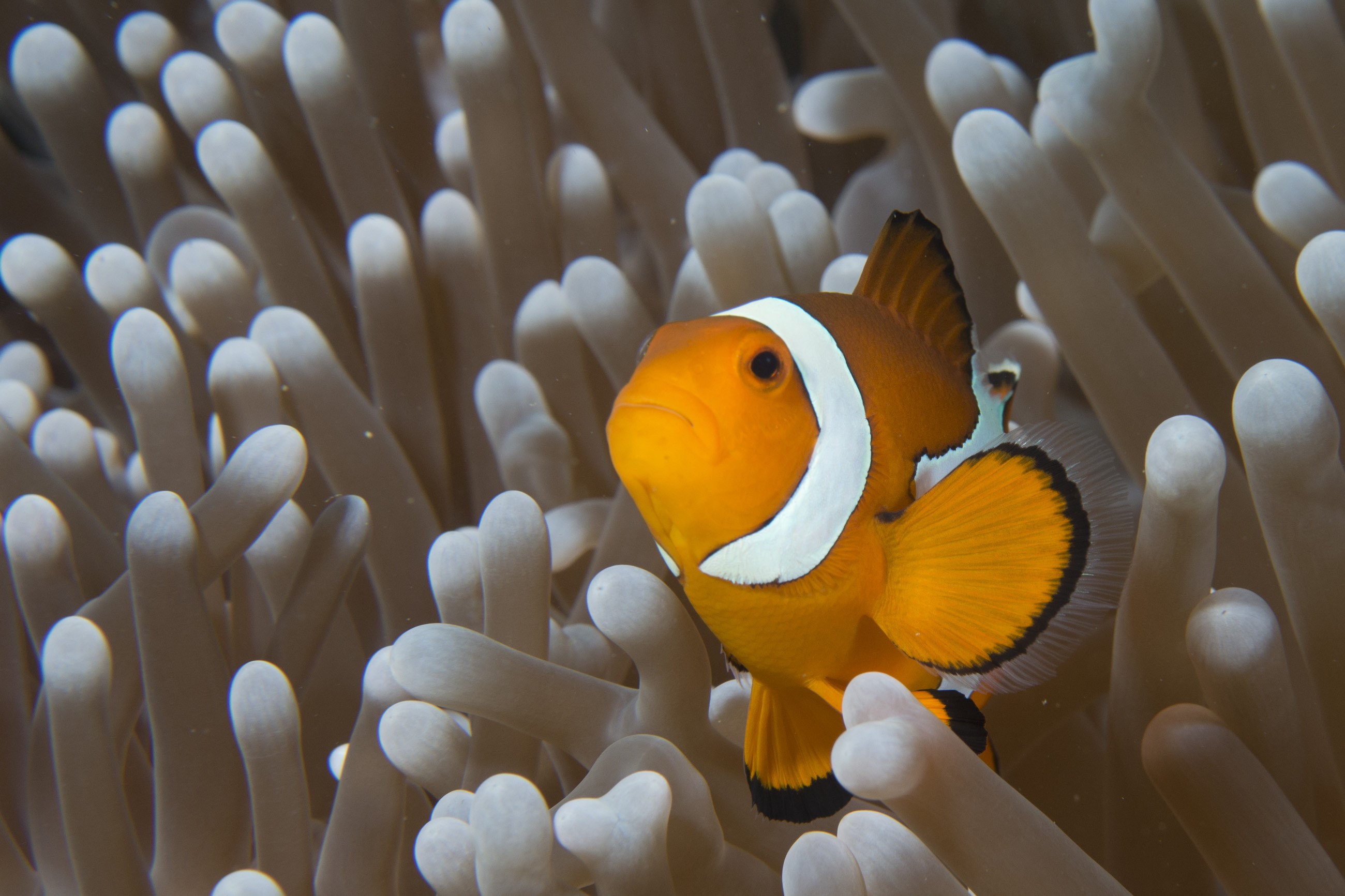Clownfish swimming in anemone HD Wallpaper