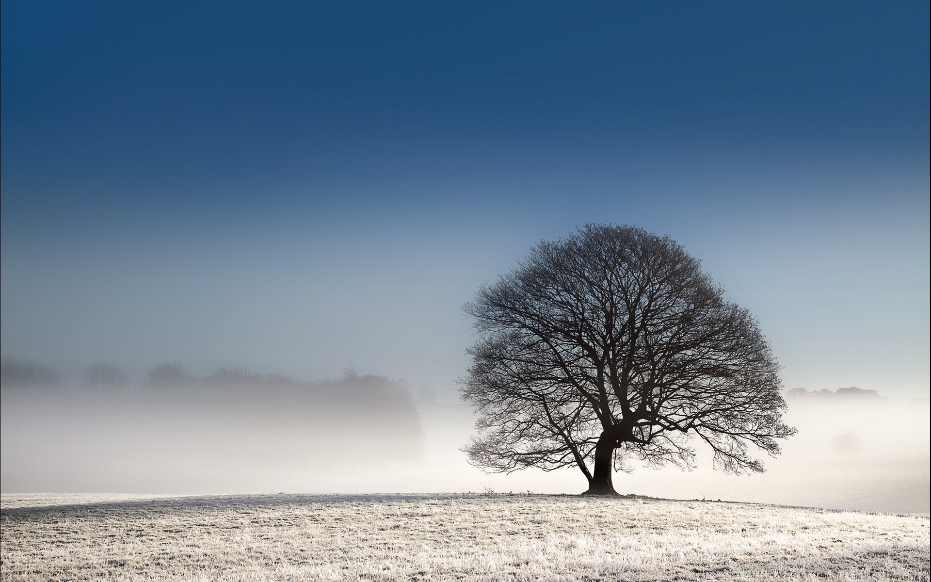Bare tree in a frosty field with fog HD Wallpaper