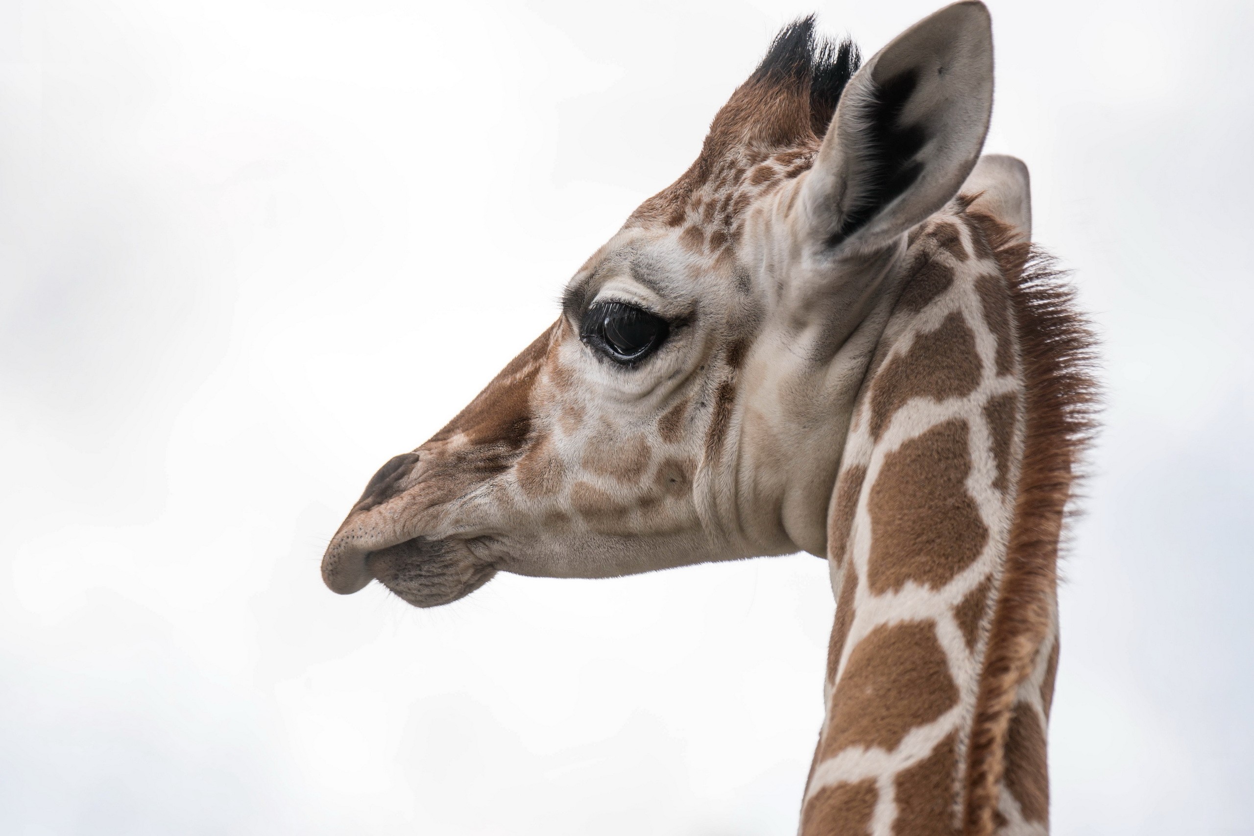 Close-up of a giraffe's head and neck HD Wallpaper