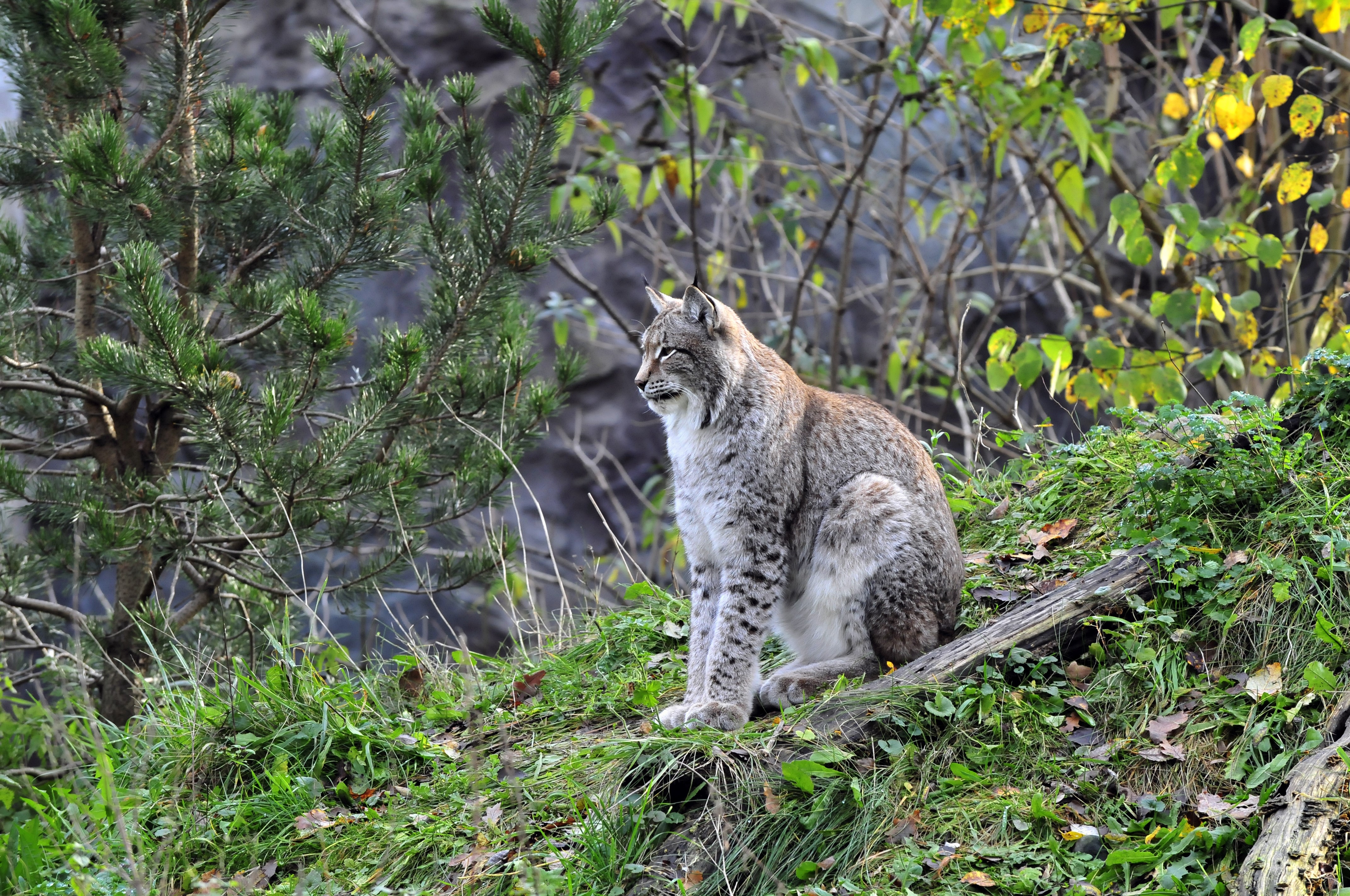 4K Lynx in Forest HD Wallpaper