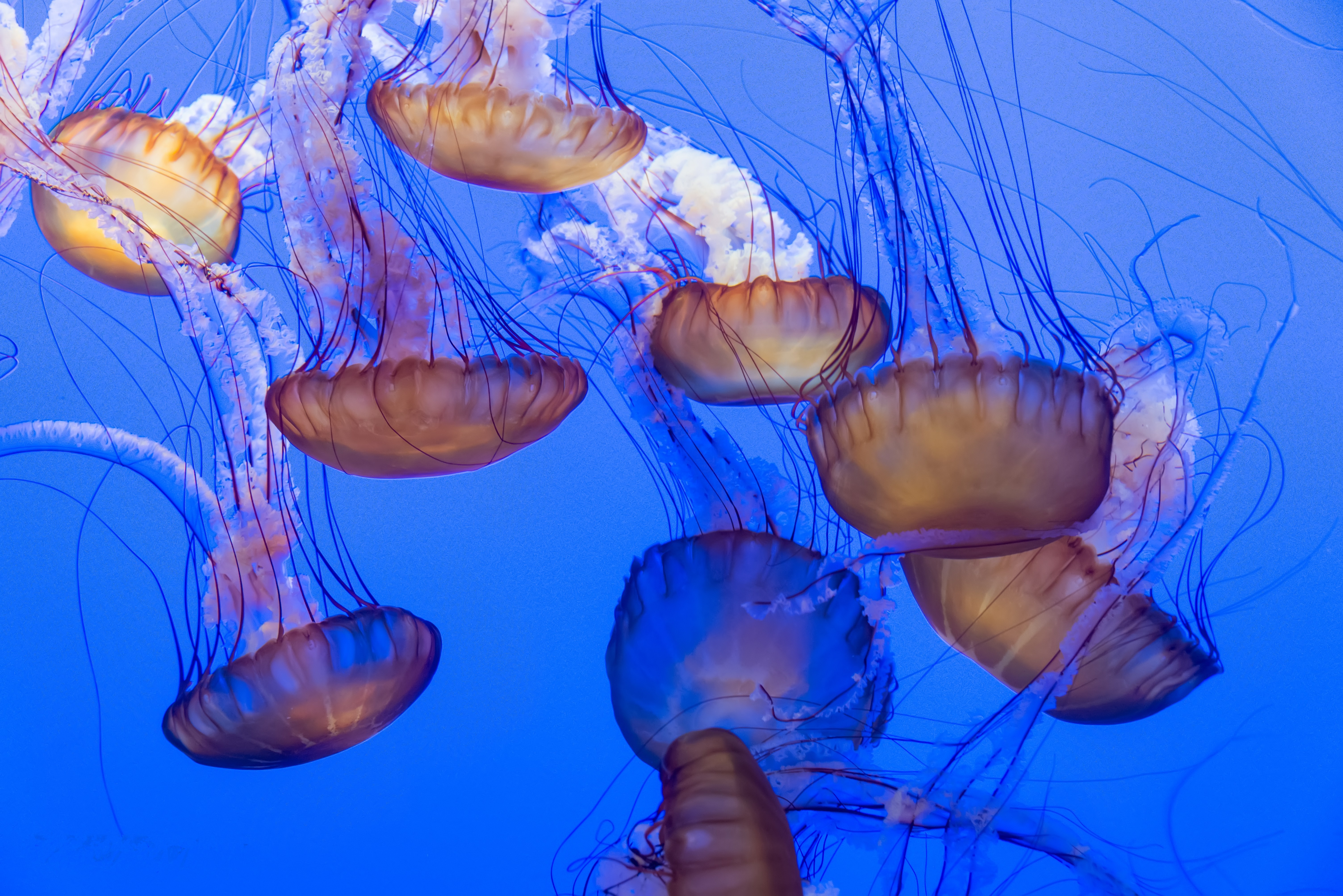 Jellyfish HD Wallpaper