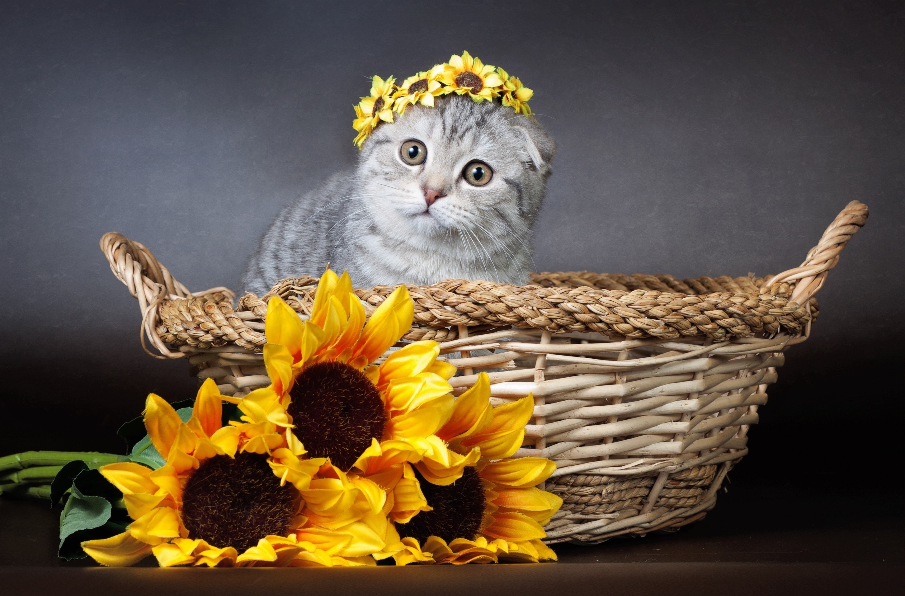 Scottish Fold kitten with sunflowers in a wicker basket HD Wallpaper