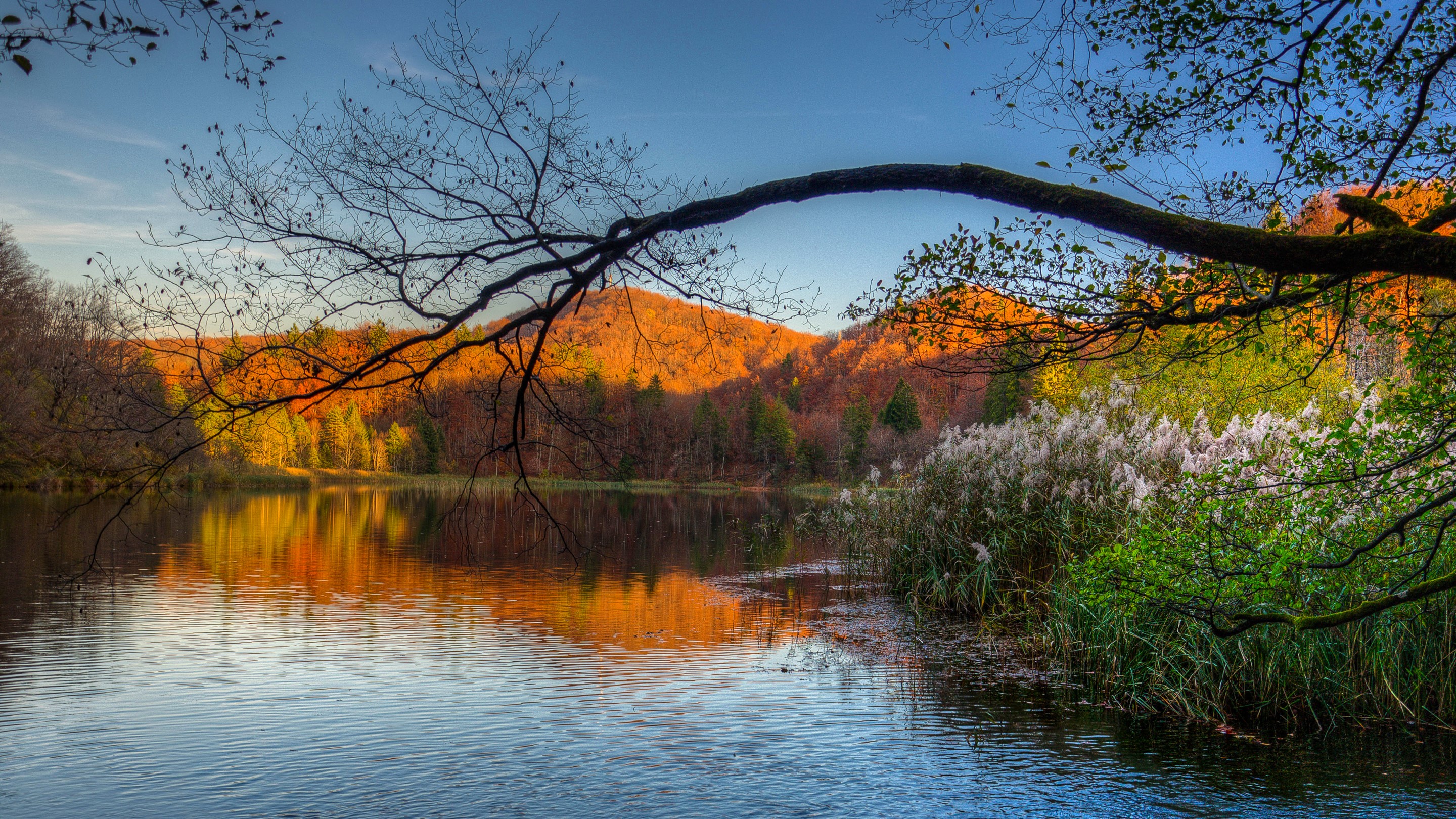 Autumn lake scenery with colorful trees and branches HD Wallpaper
