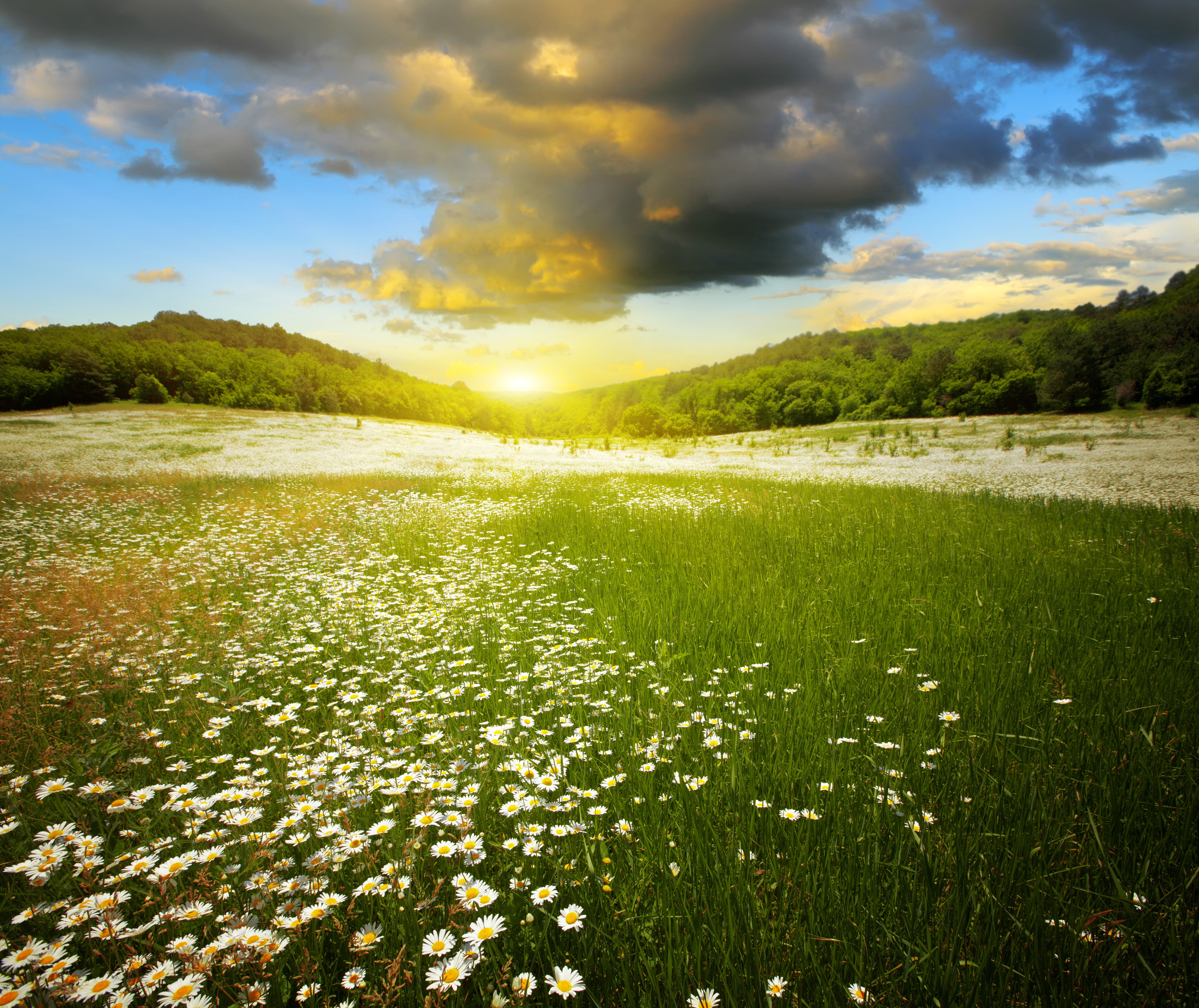Daisy Field at Sunrise HD Wallpaper