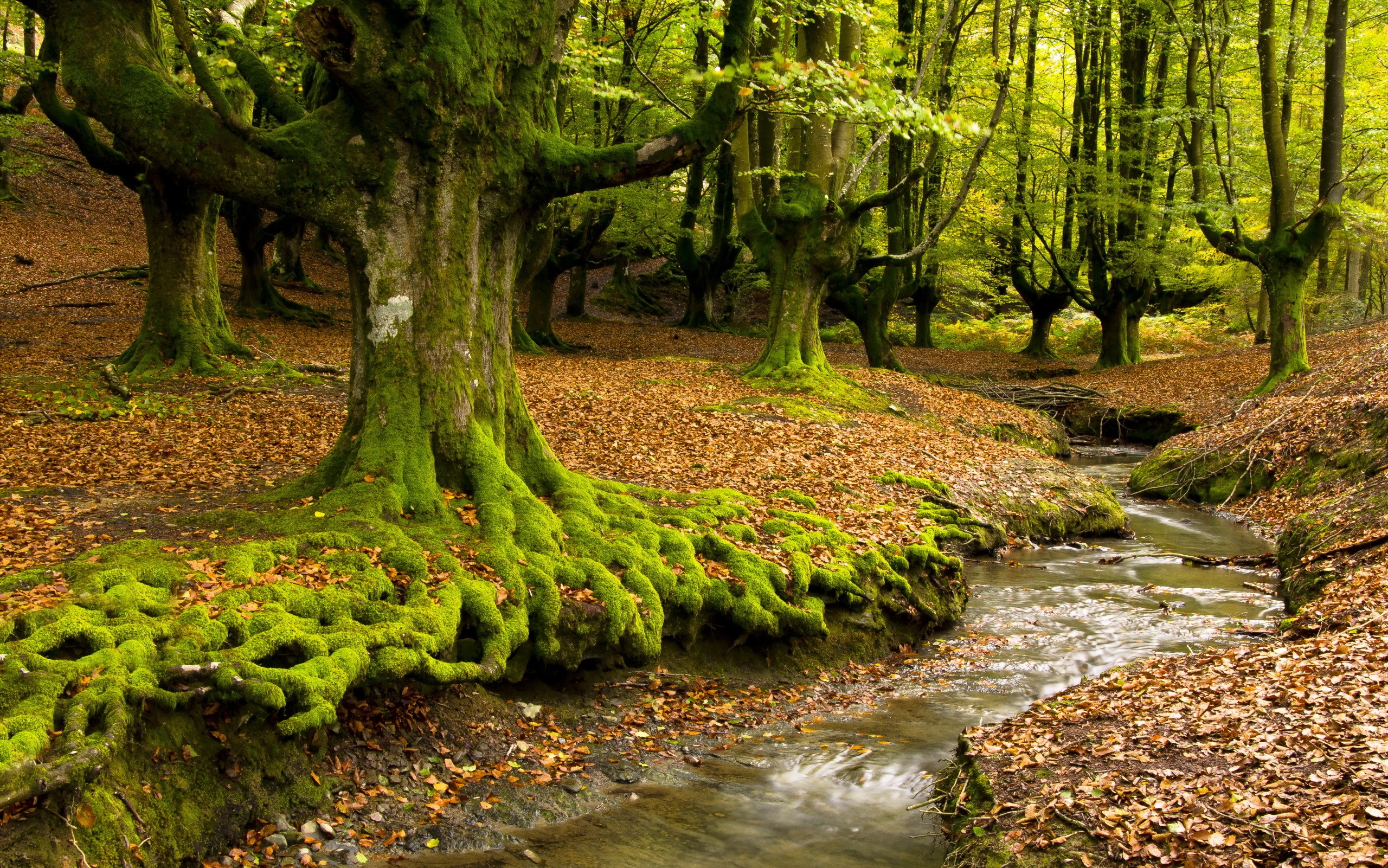 Moss-covered trees and stream in Hayedo de Otzarreta HD Wallpaper