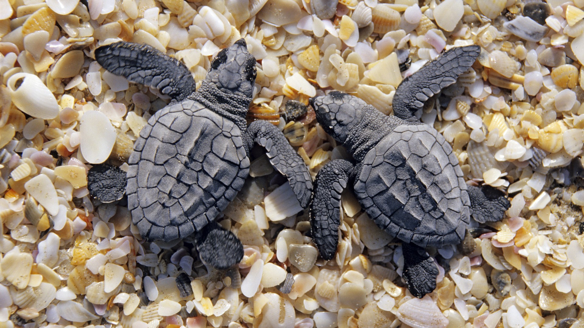 Two baby sea turtles on a beach with shells HD Wallpaper