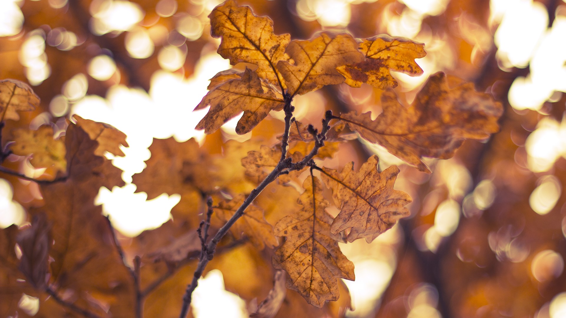 Autumn oak leaves on a branch HD Wallpaper